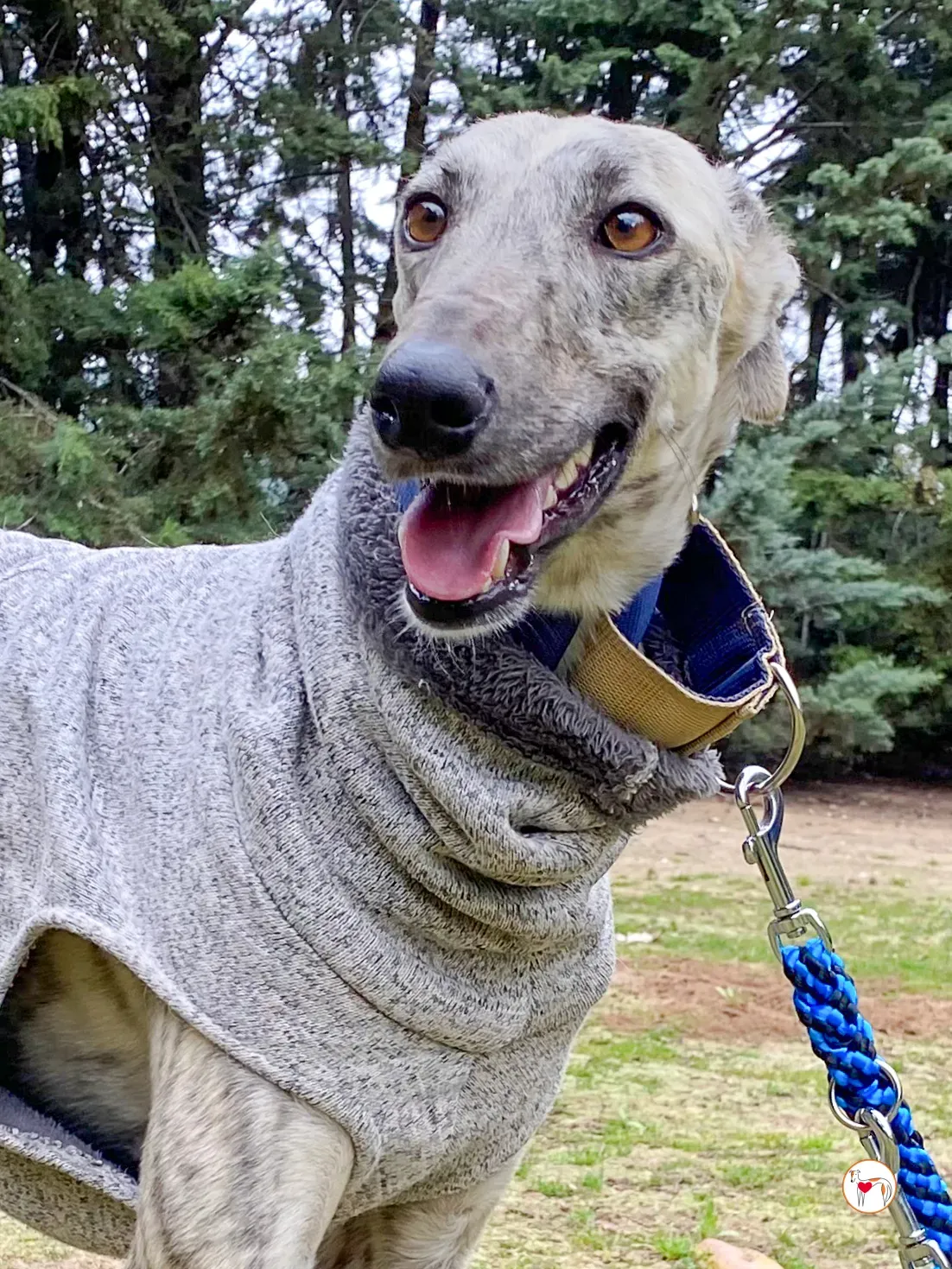 celia galgo adozione 18