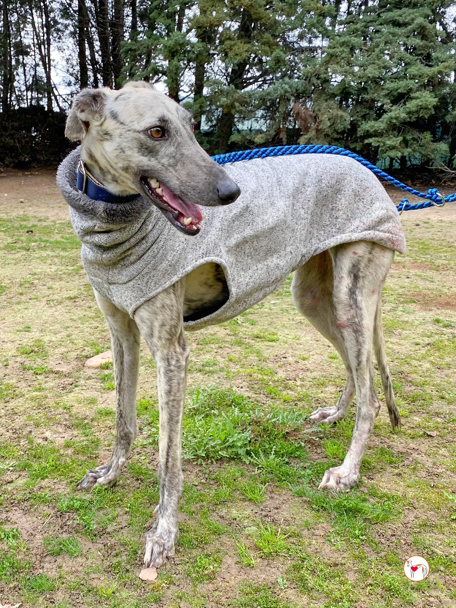 celia galgo adozione 19