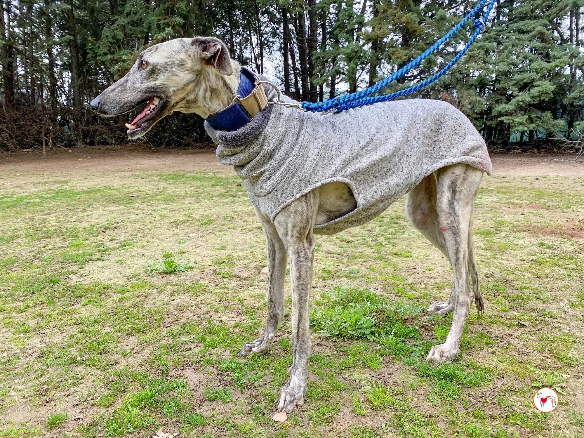 celia galgo adozione 20