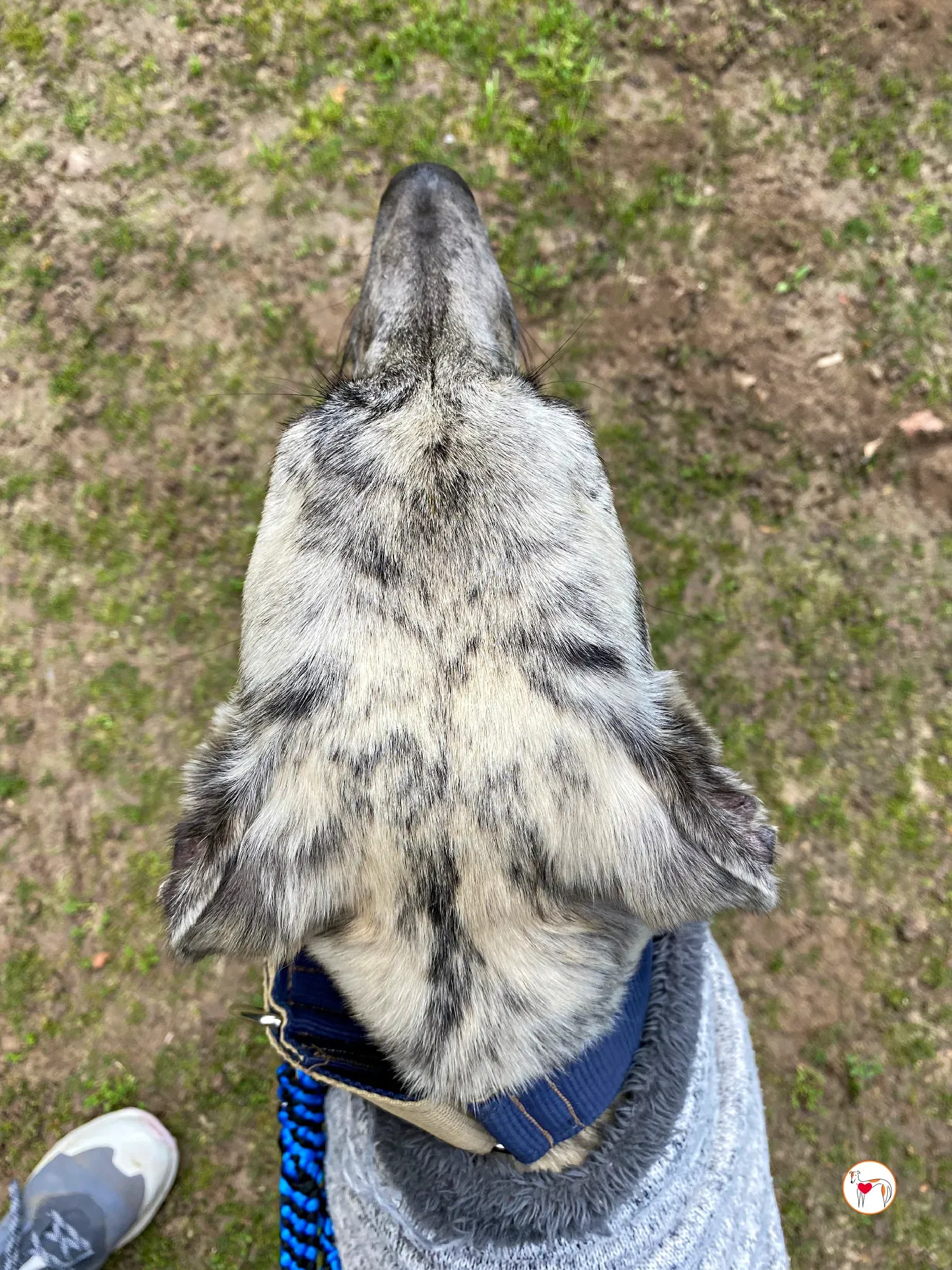 celia galgo adozione 21