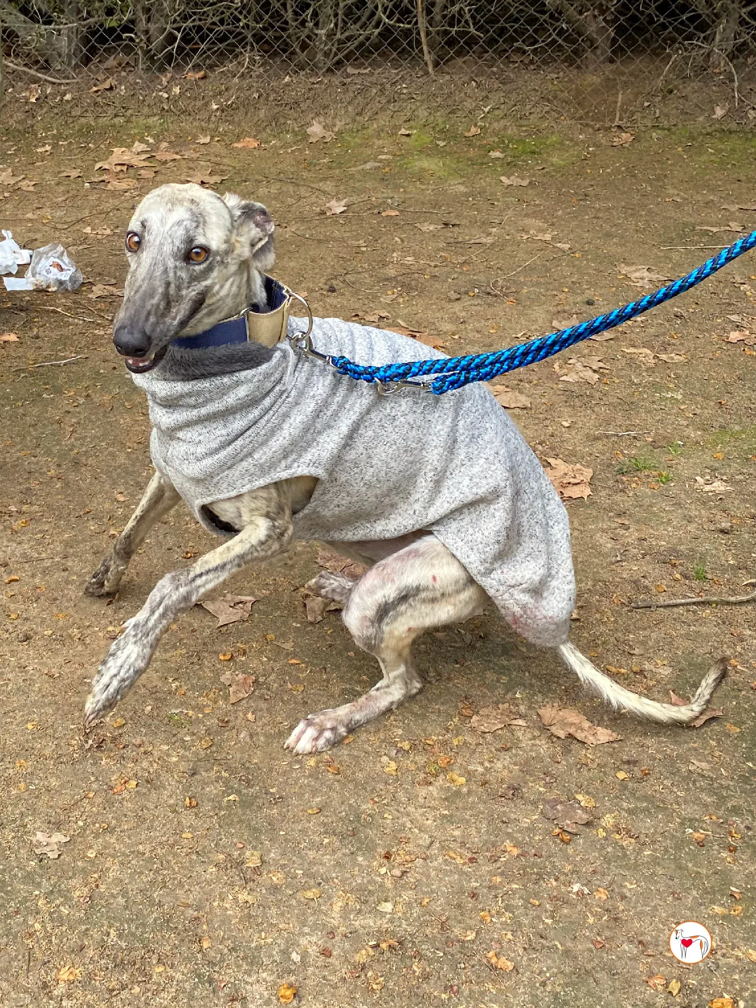 celia galgo adozione 22