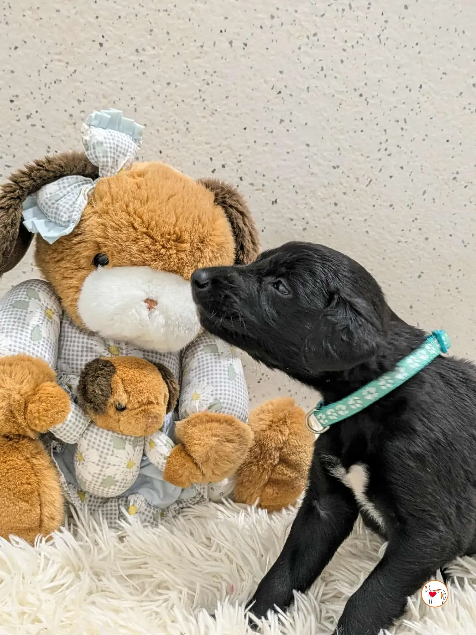 cencio grey cucciolo adozione 1