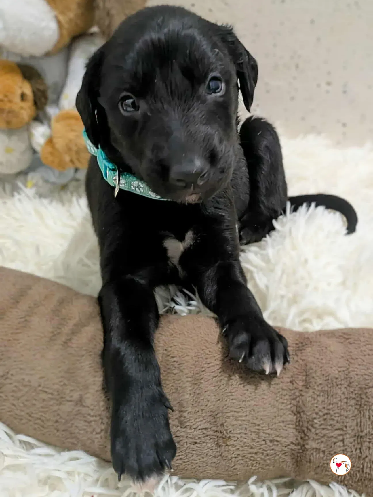 cencio grey cucciolo adozione 2