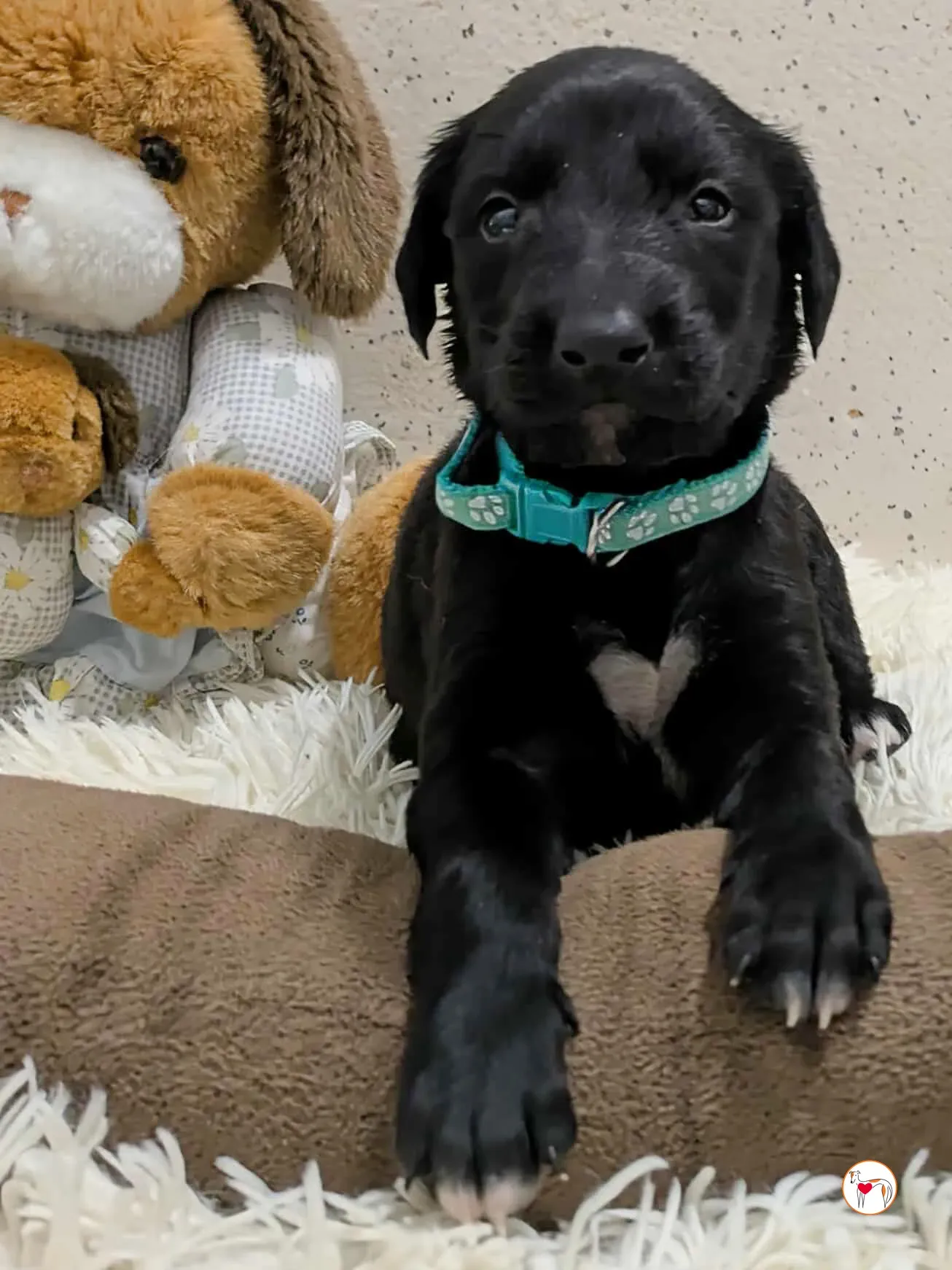 cencio grey cucciolo adozione 3