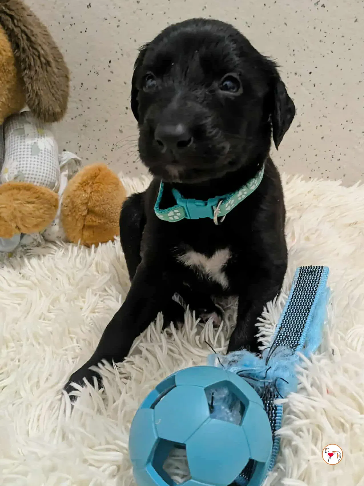 cencio grey cucciolo adozione 4