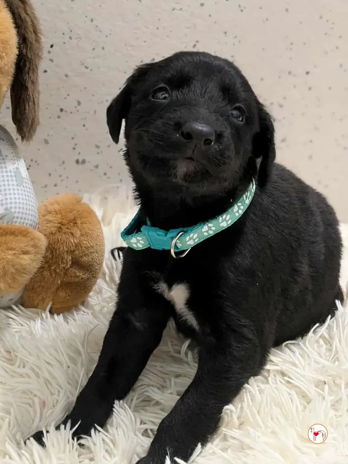 cencio grey cucciolo adozione 5