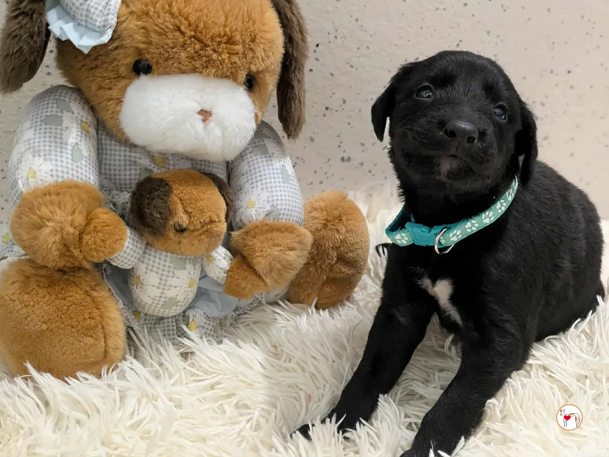 cencio grey cucciolo adozione 6