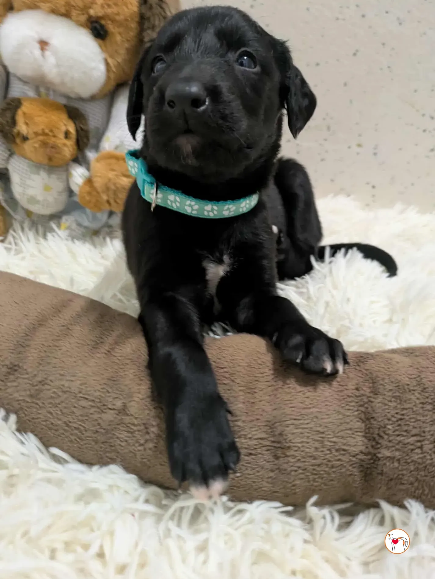 cencio grey cucciolo adozione 7