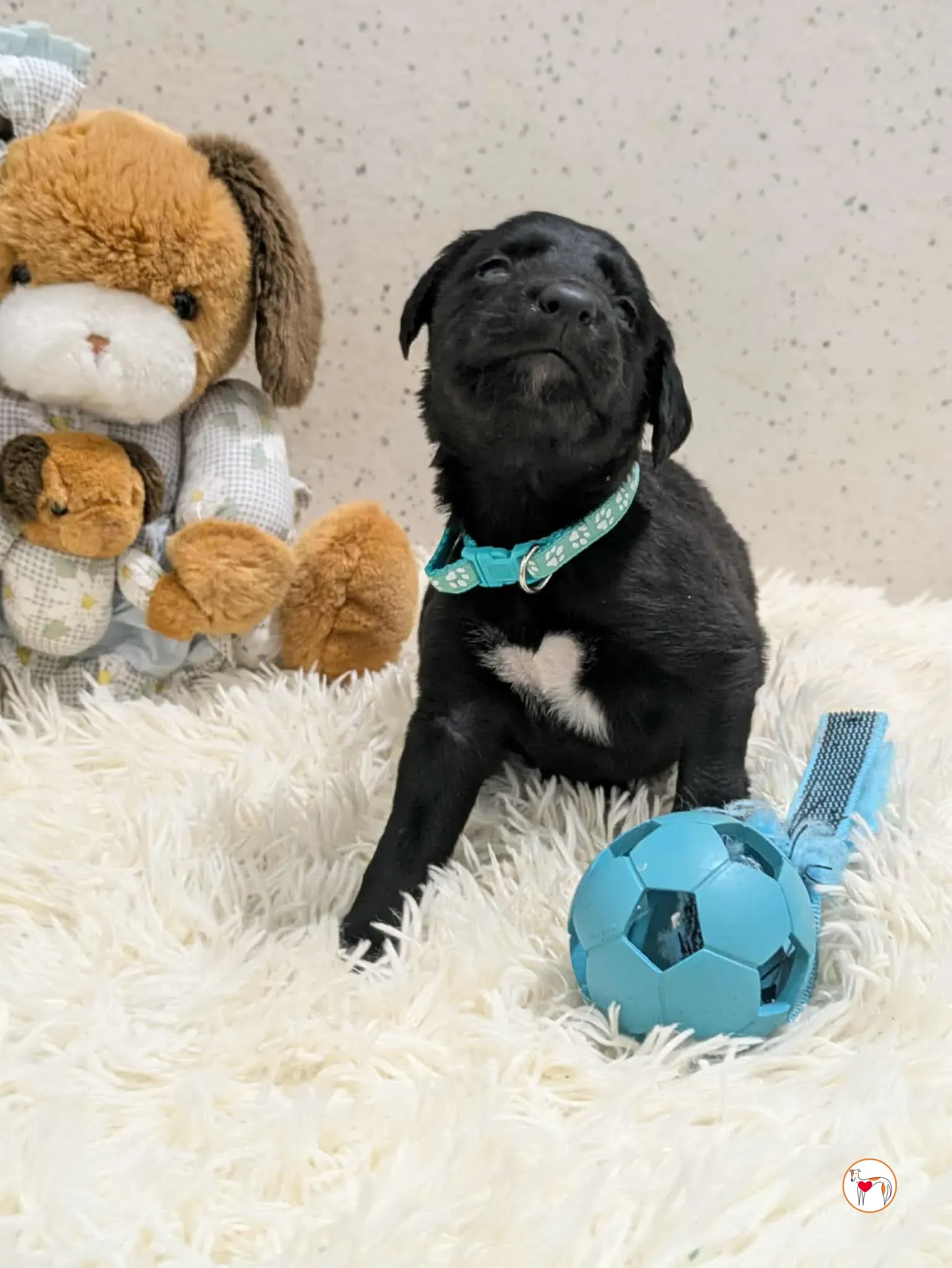 cencio grey cucciolo adozione 8