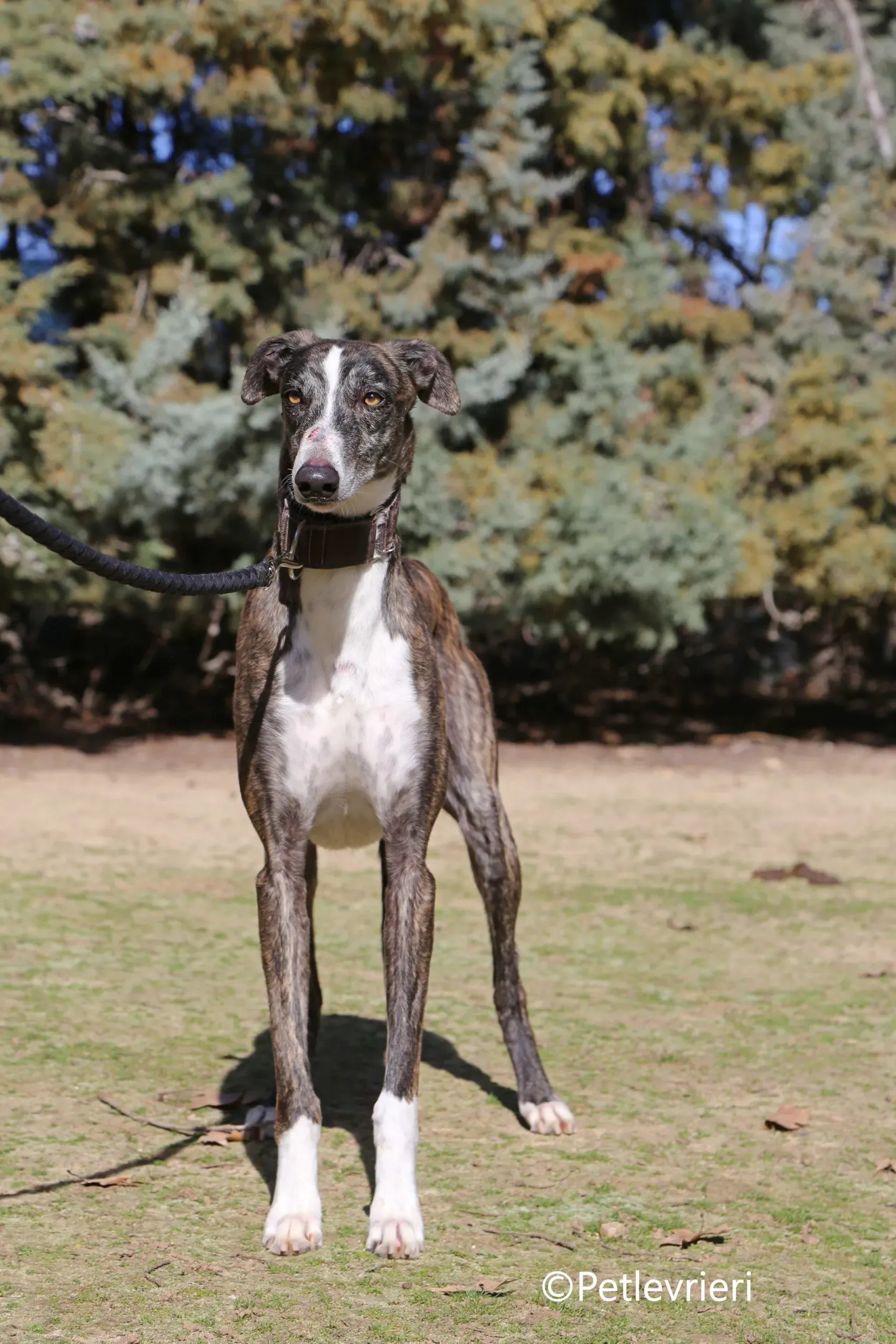 cercan adozione levrieri galgo 1 scaled