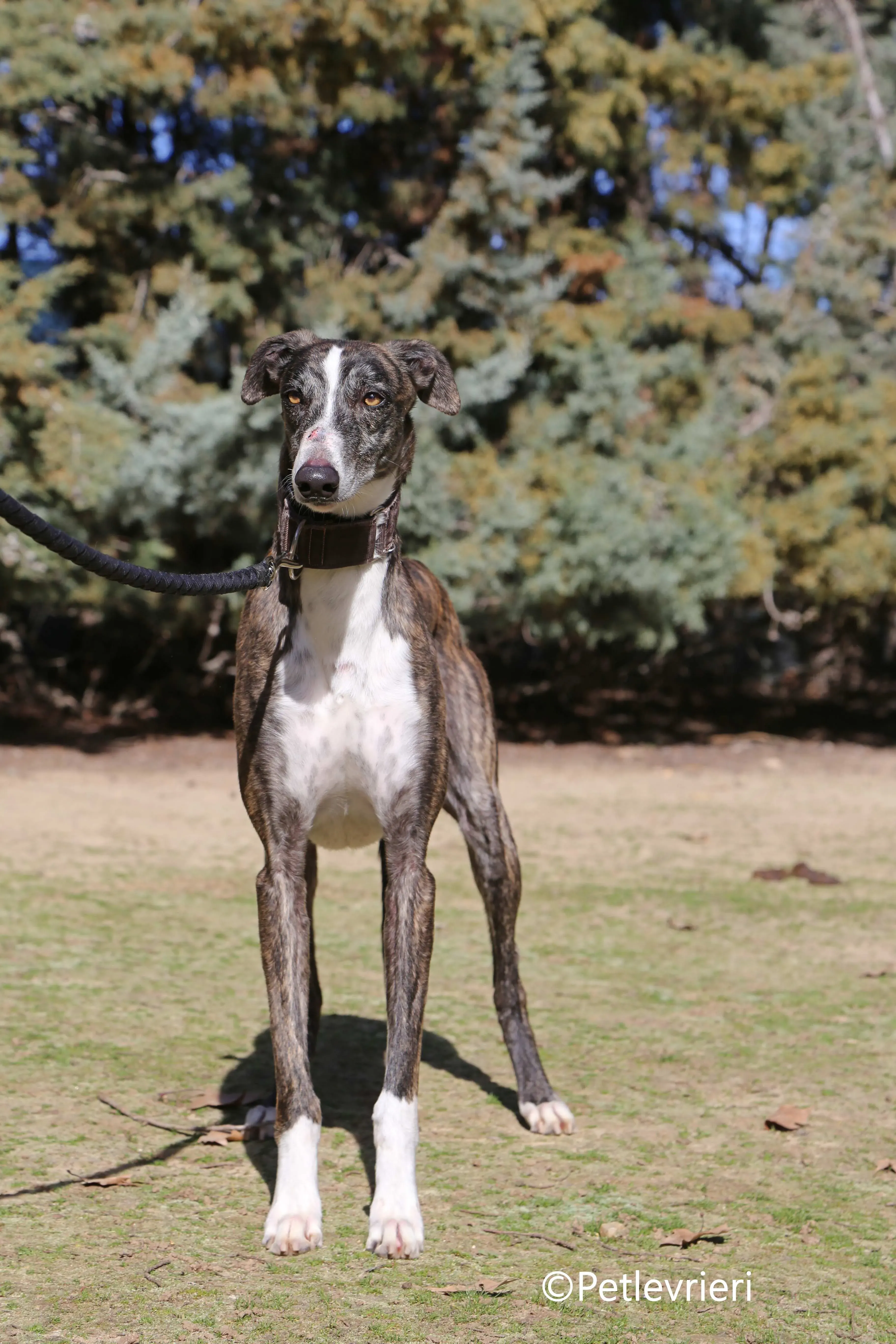 cercan adozione levrieri galgo 1