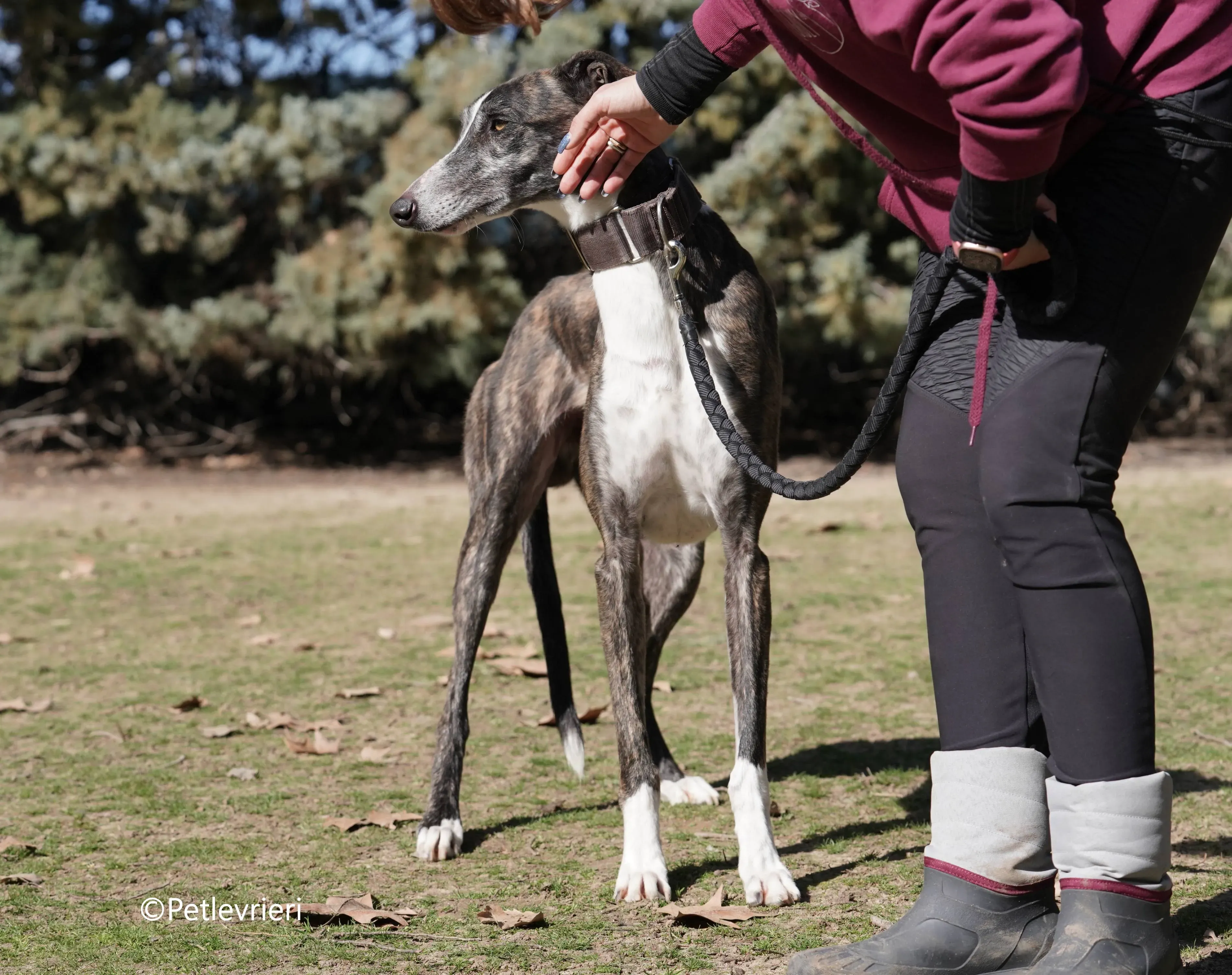 cercan adozione levrieri galgo 10