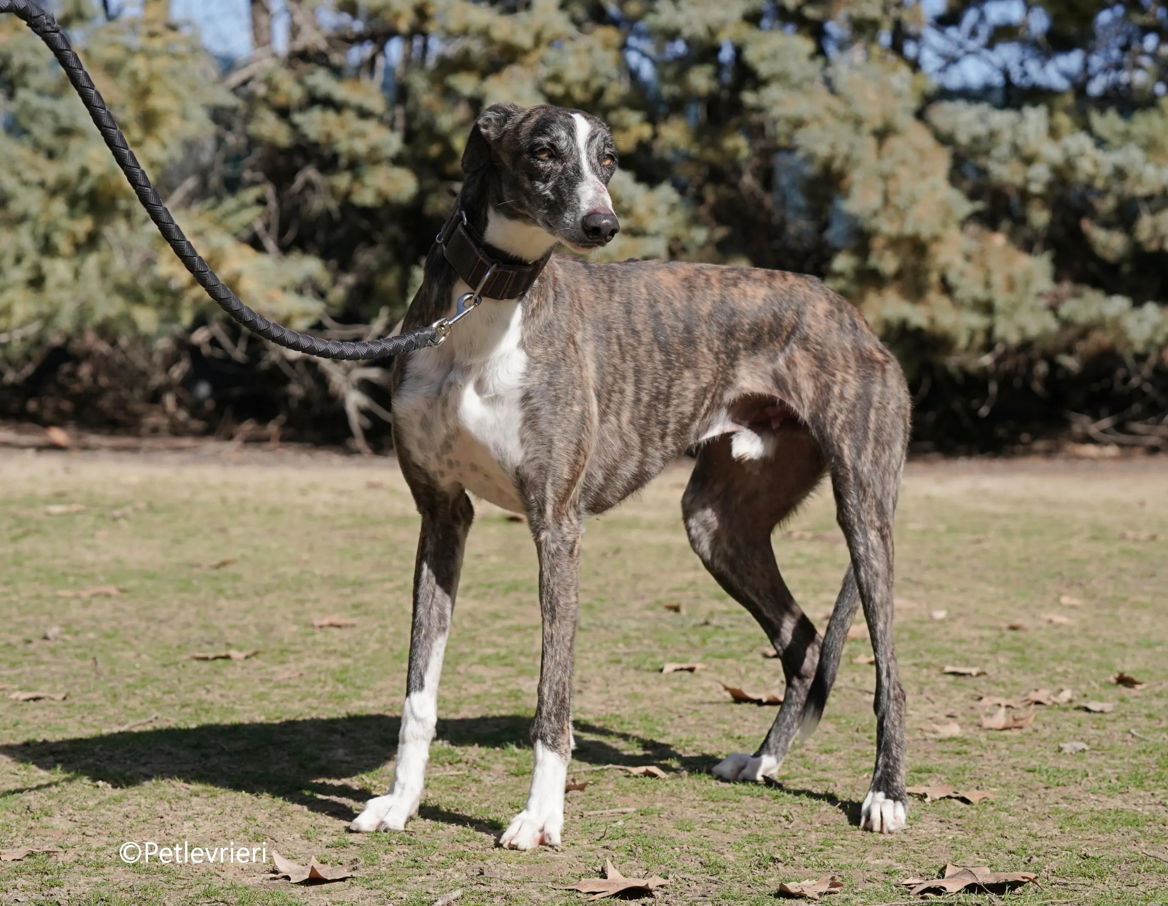cercan adozione levrieri galgo 11
