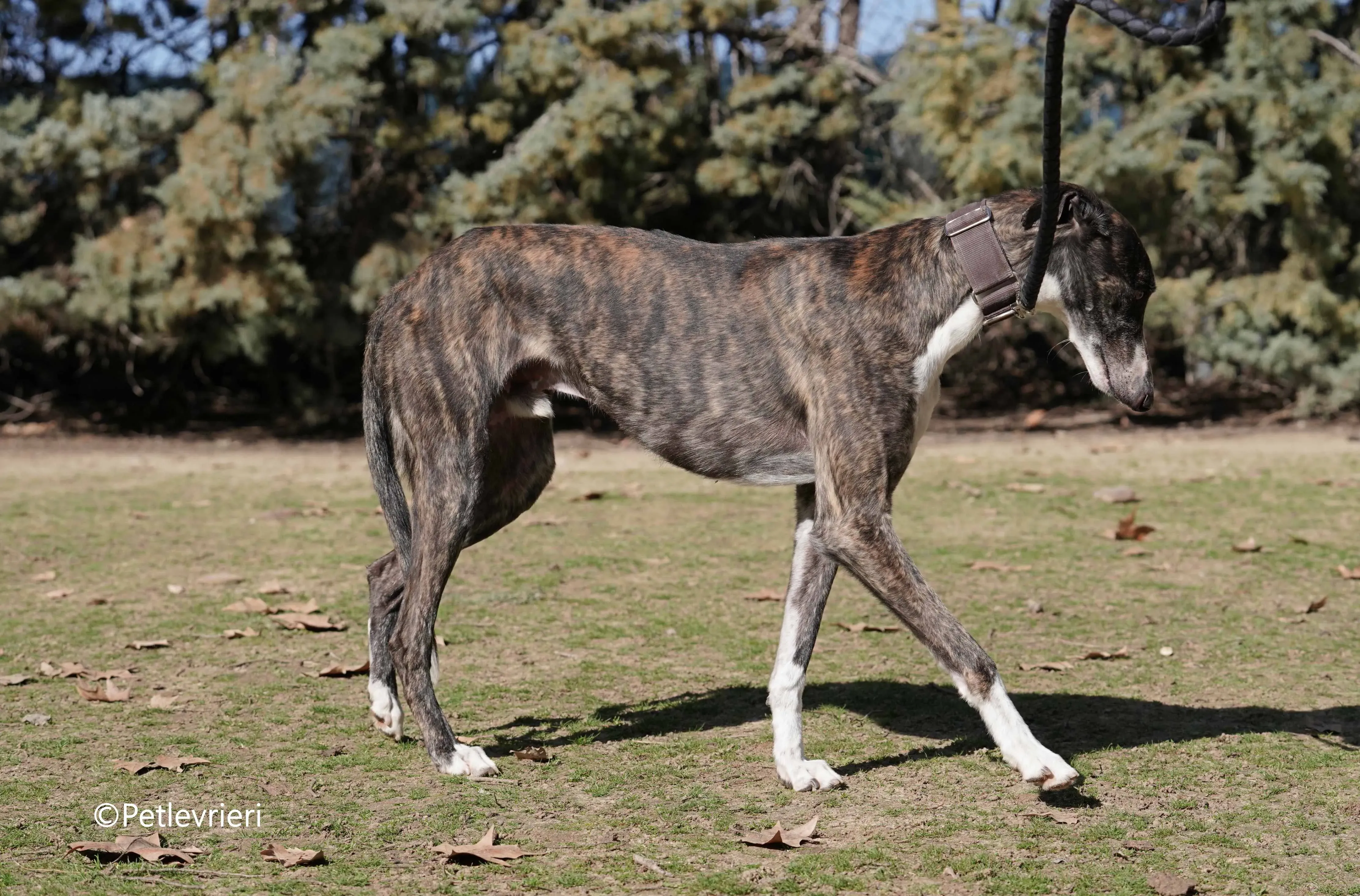 cercan adozione levrieri galgo 12