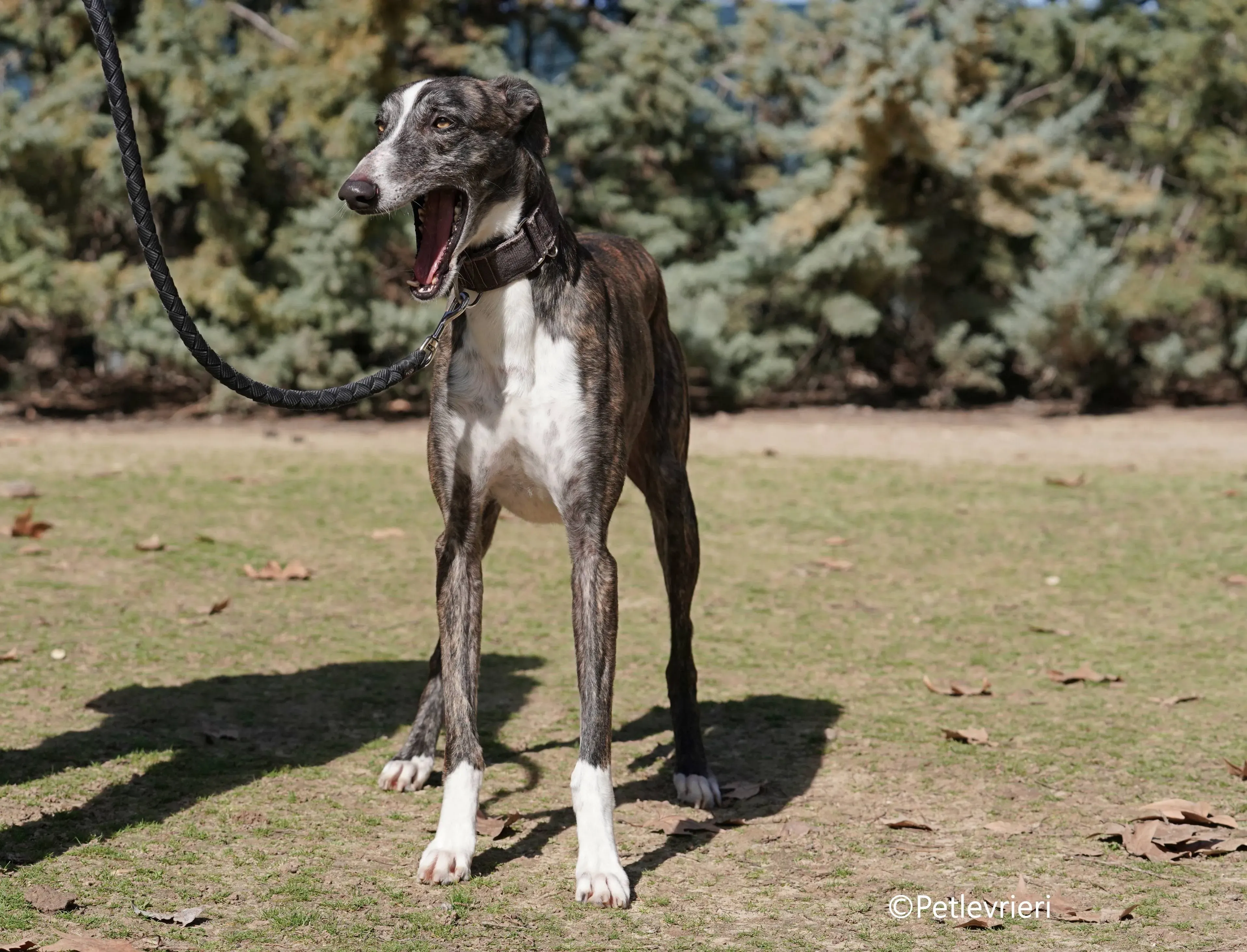 cercan adozione levrieri galgo 13