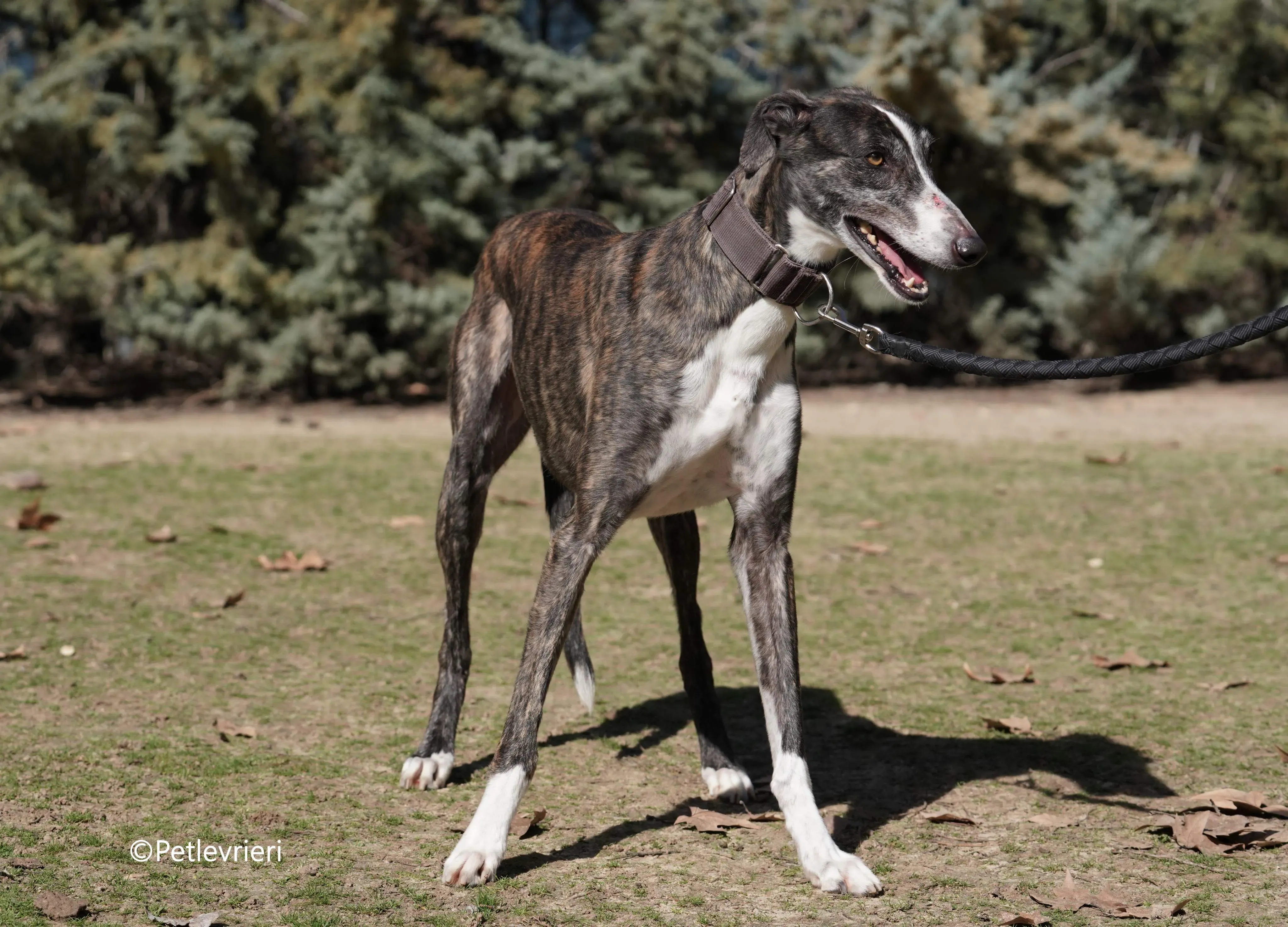 cercan adozione levrieri galgo 14