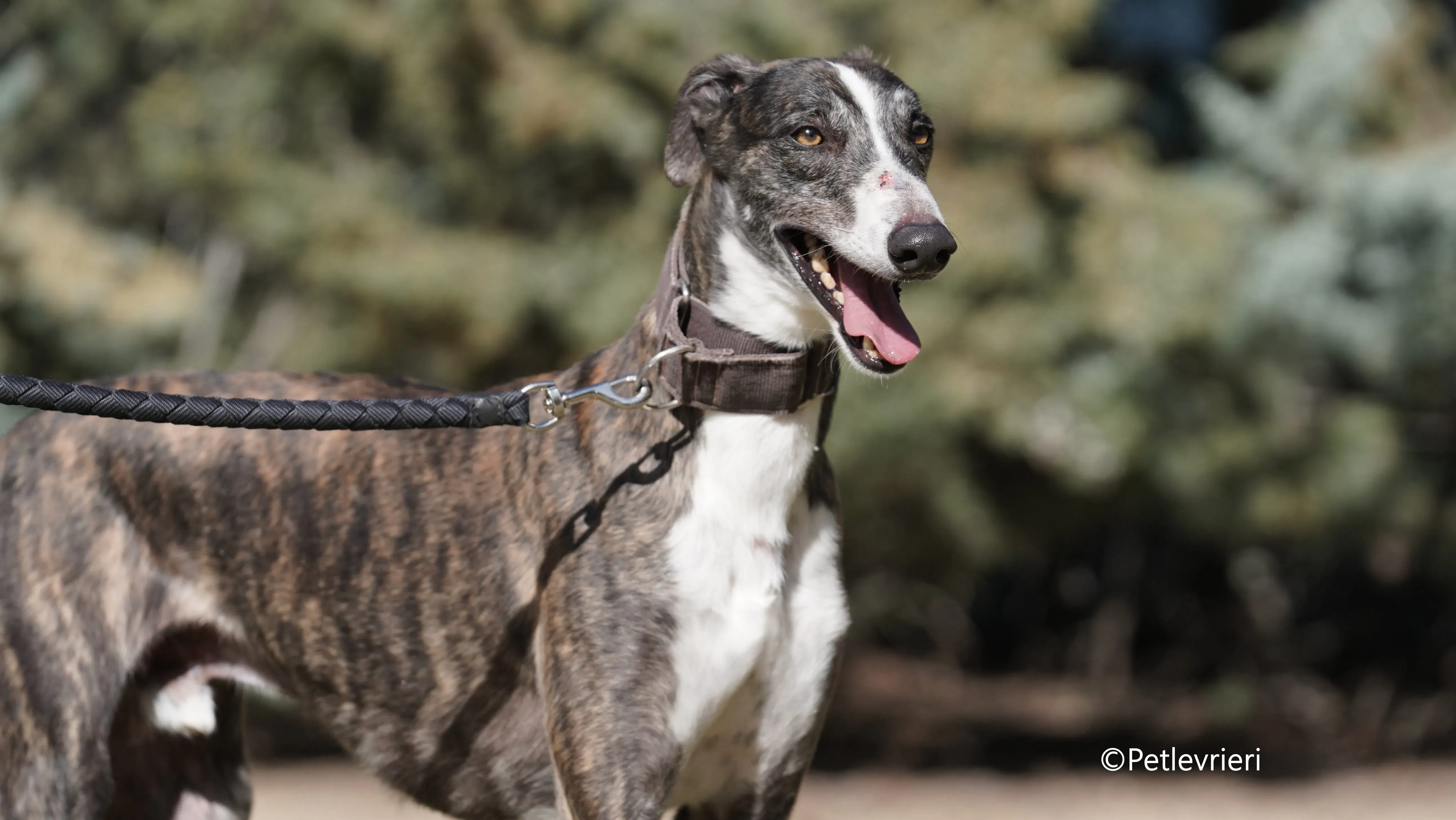 cercan adozione levrieri galgo 15 1