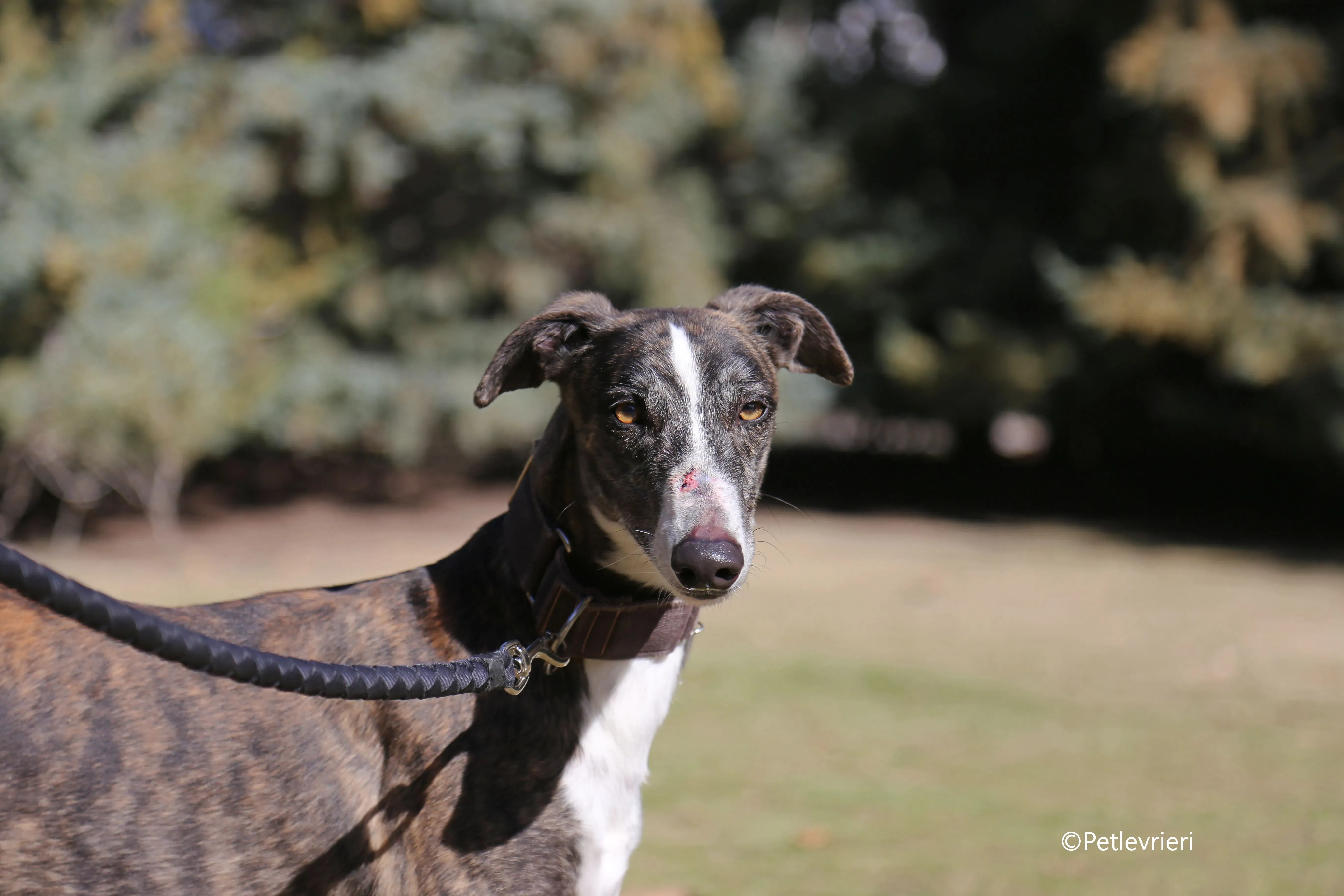 cercan adozione levrieri galgo 2