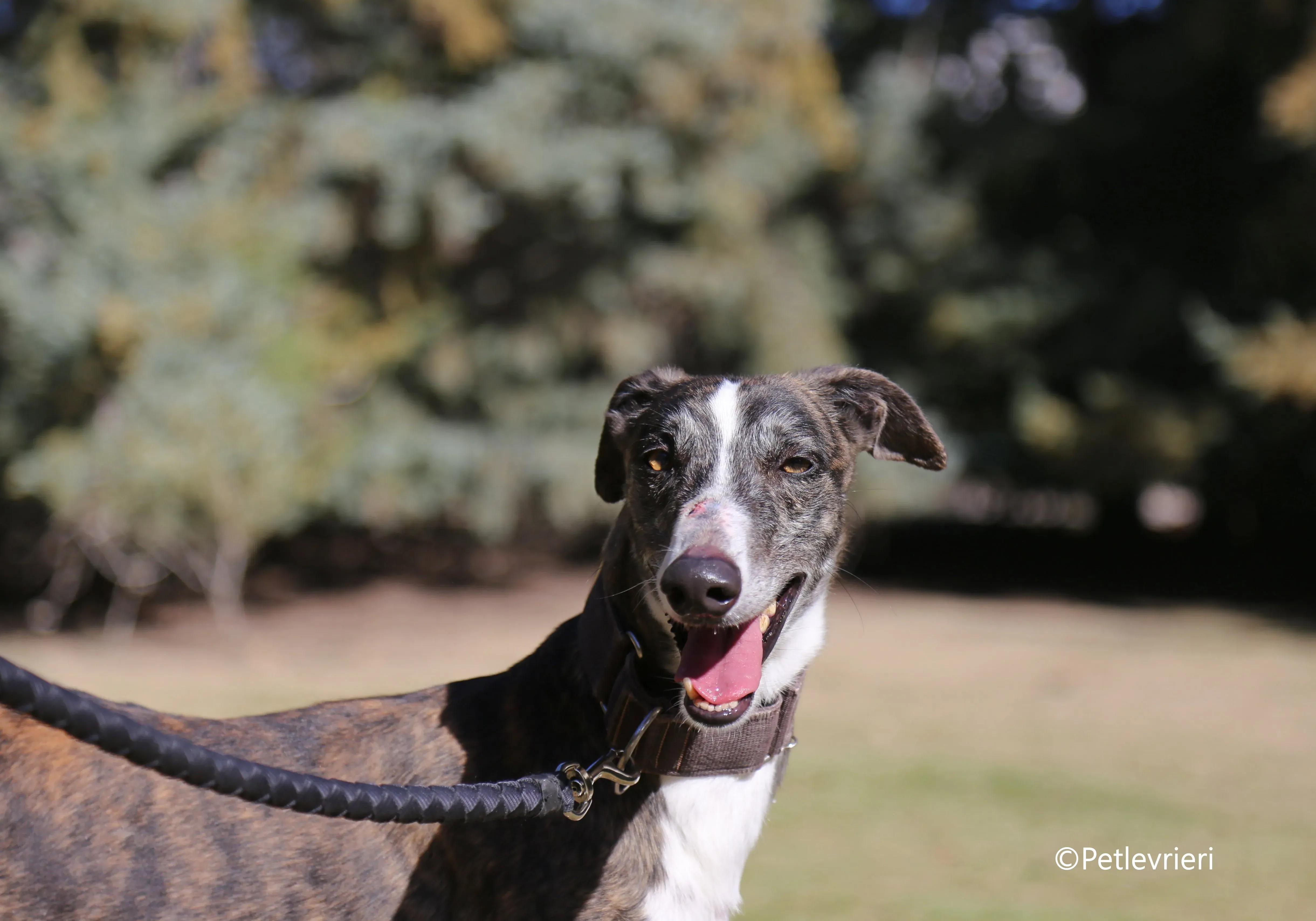 cercan adozione levrieri galgo 3