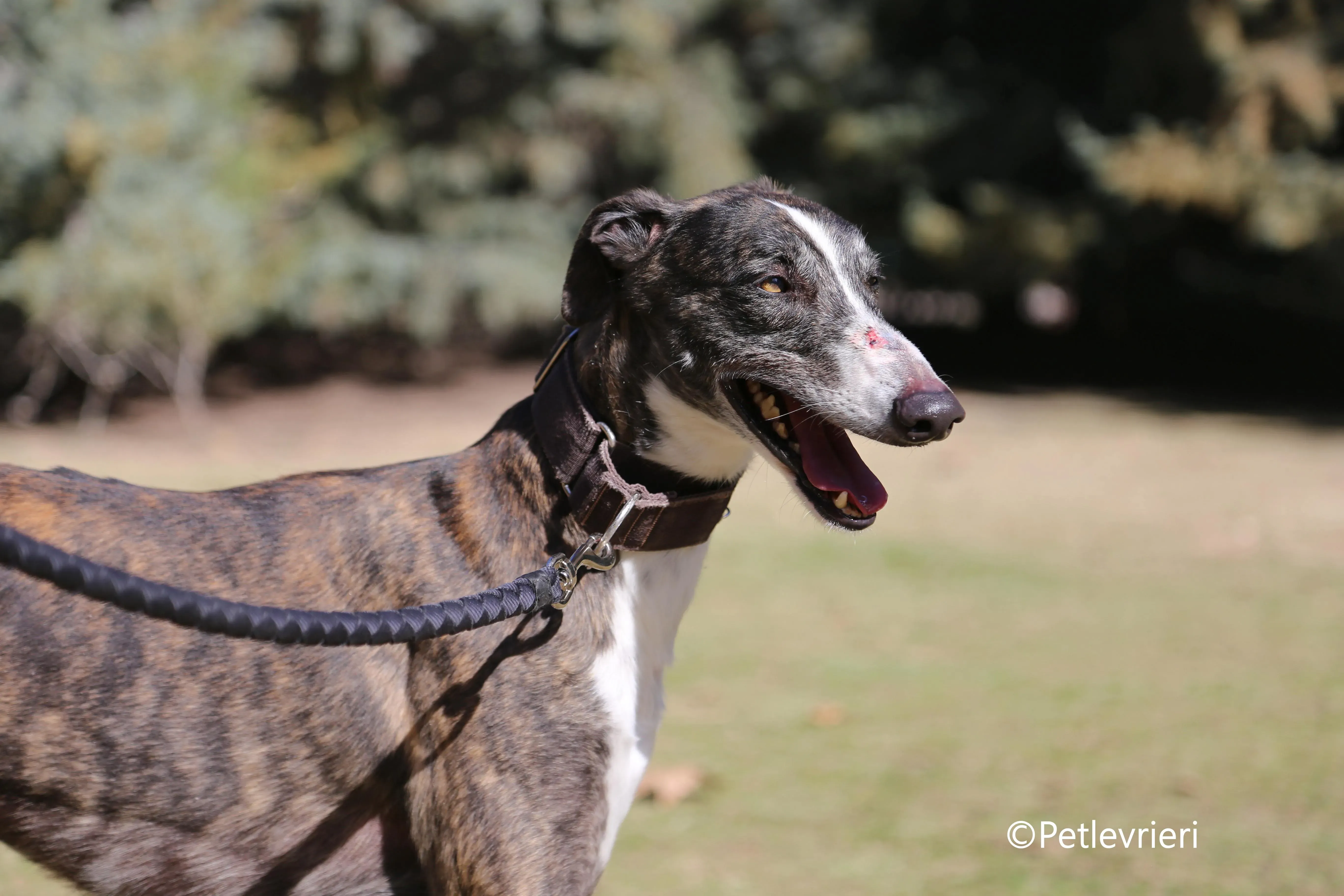 cercan adozione levrieri galgo 4