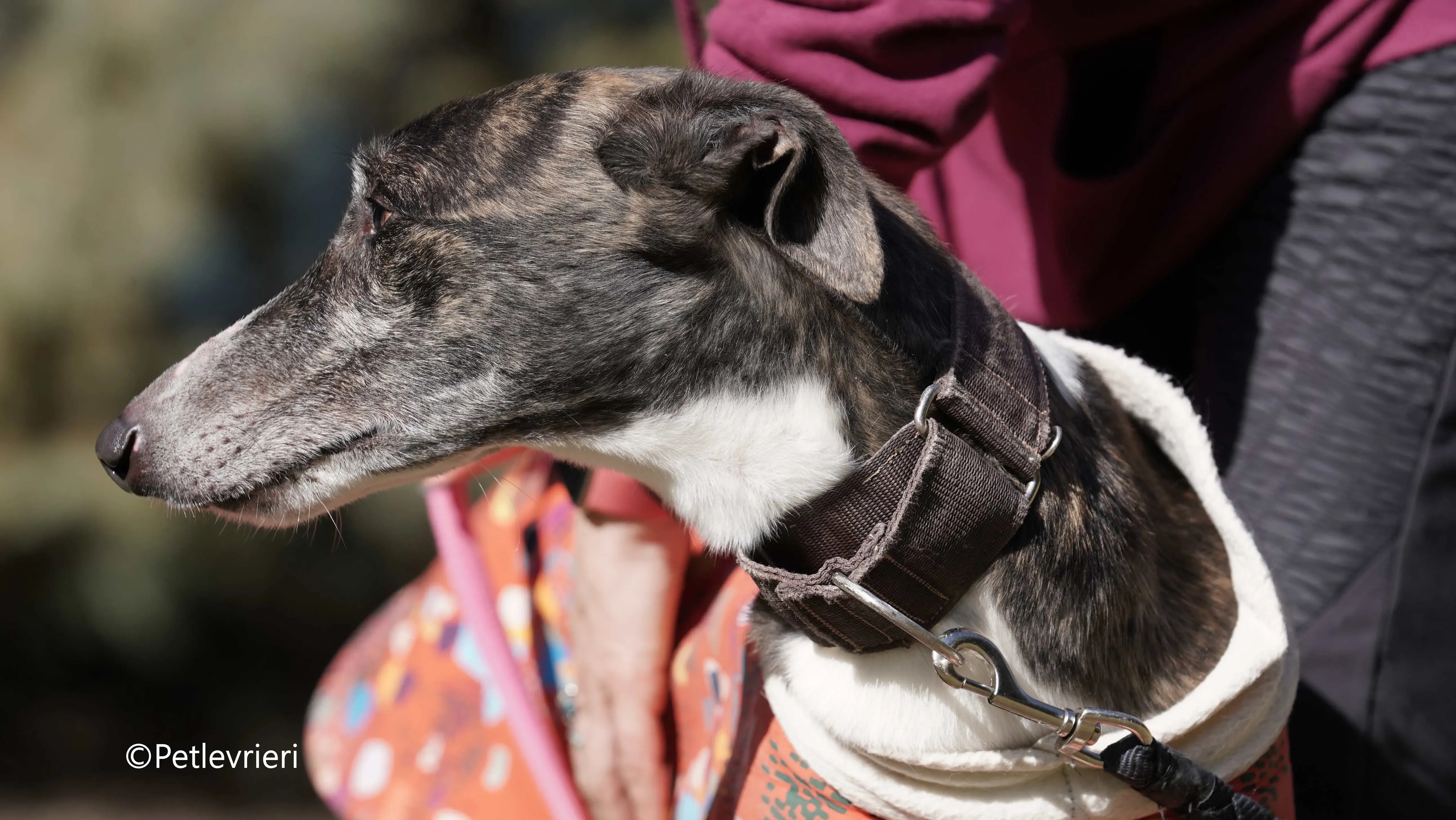 cercan adozione levrieri galgo 5