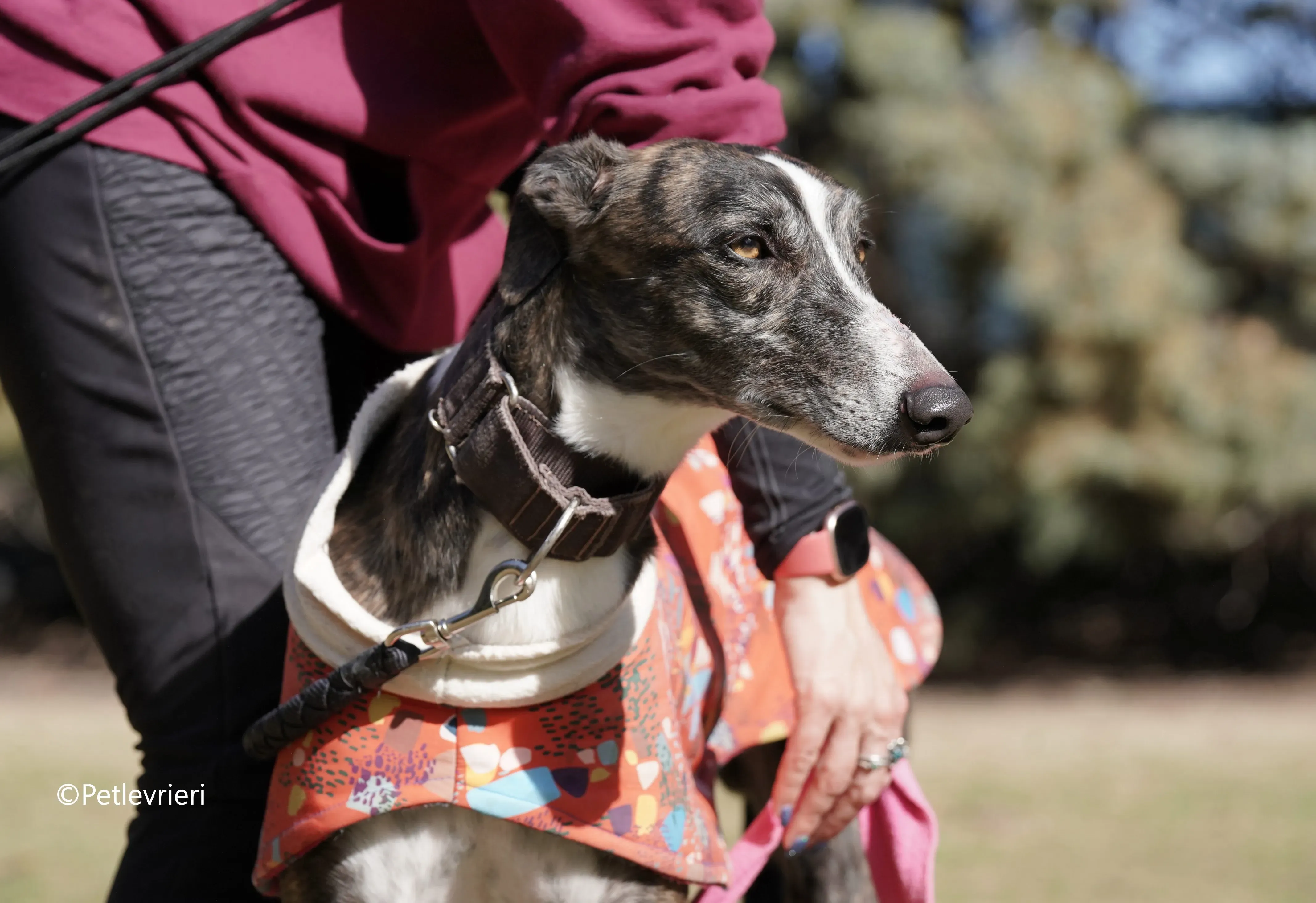 cercan adozione levrieri galgo 6