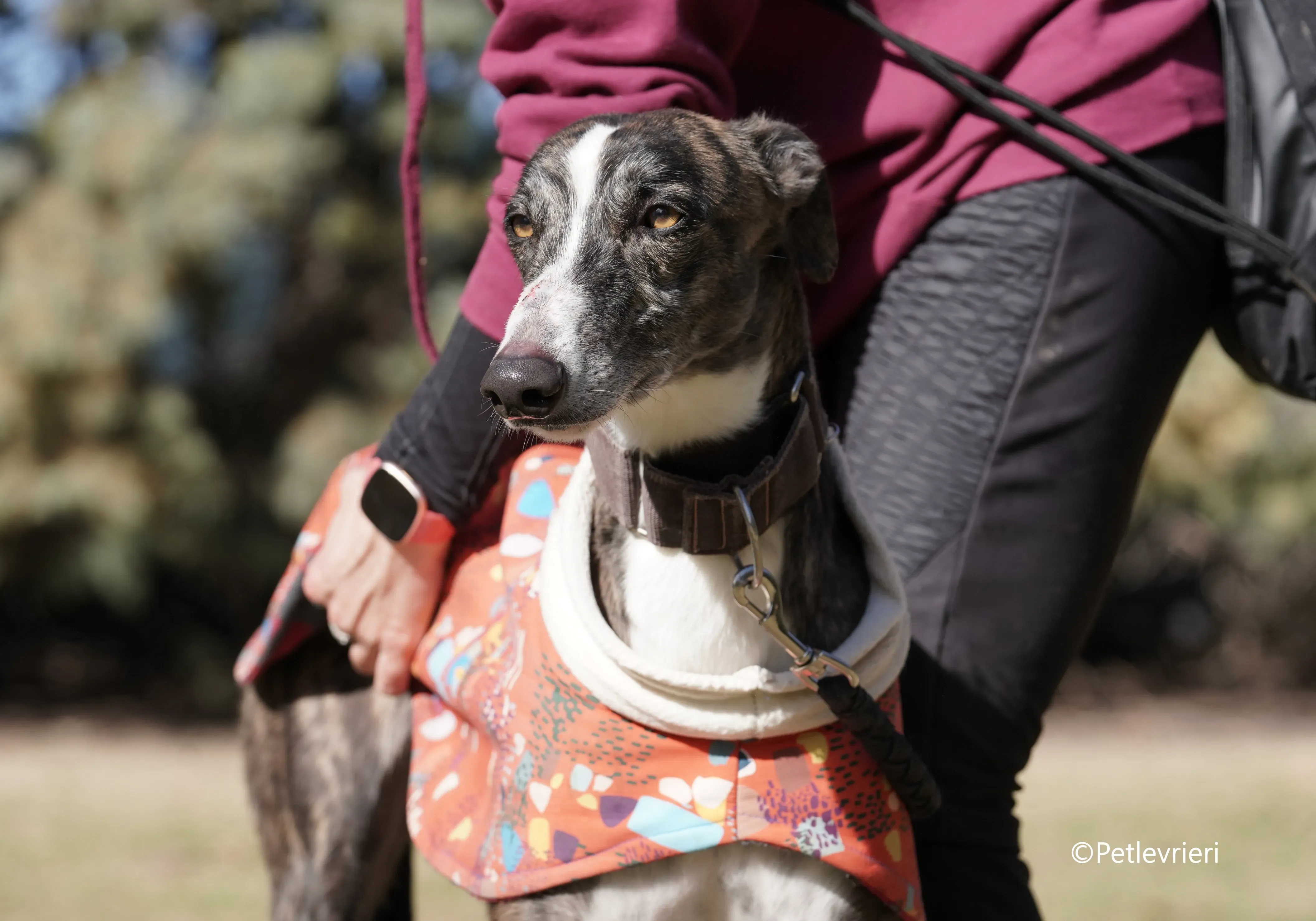 cercan adozione levrieri galgo 7