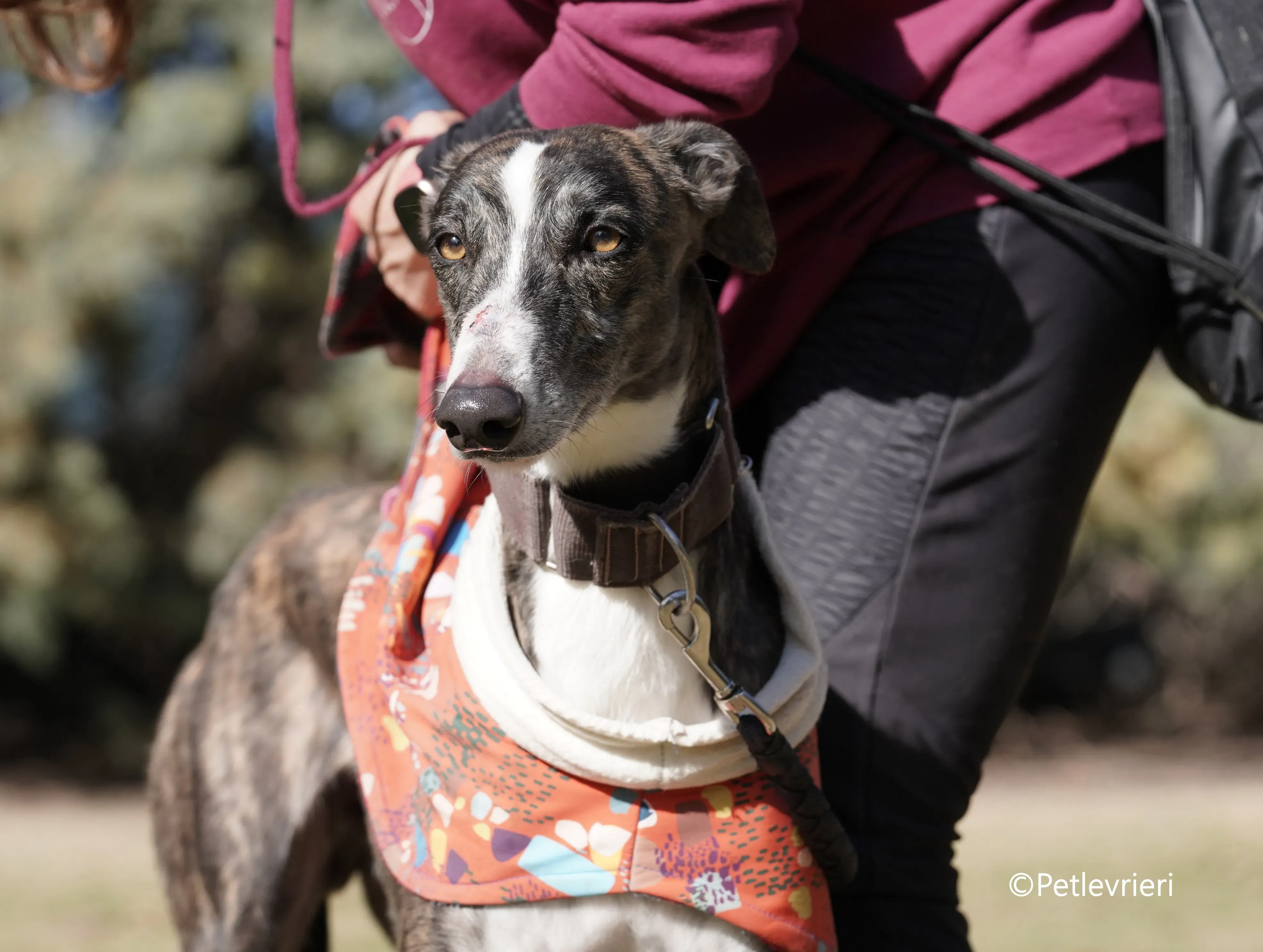 cercan adozione levrieri galgo 8