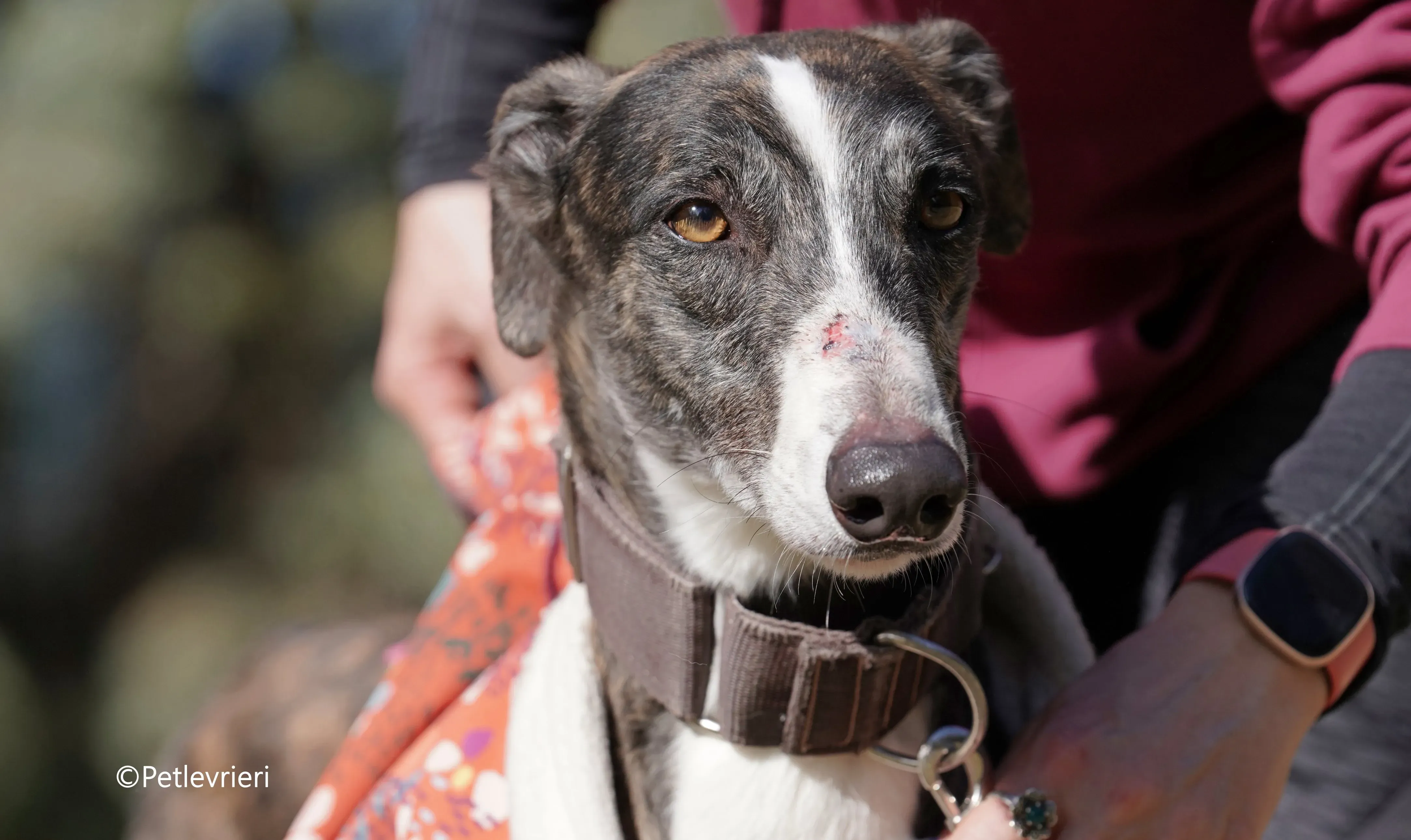 cercan adozione levrieri galgo 9