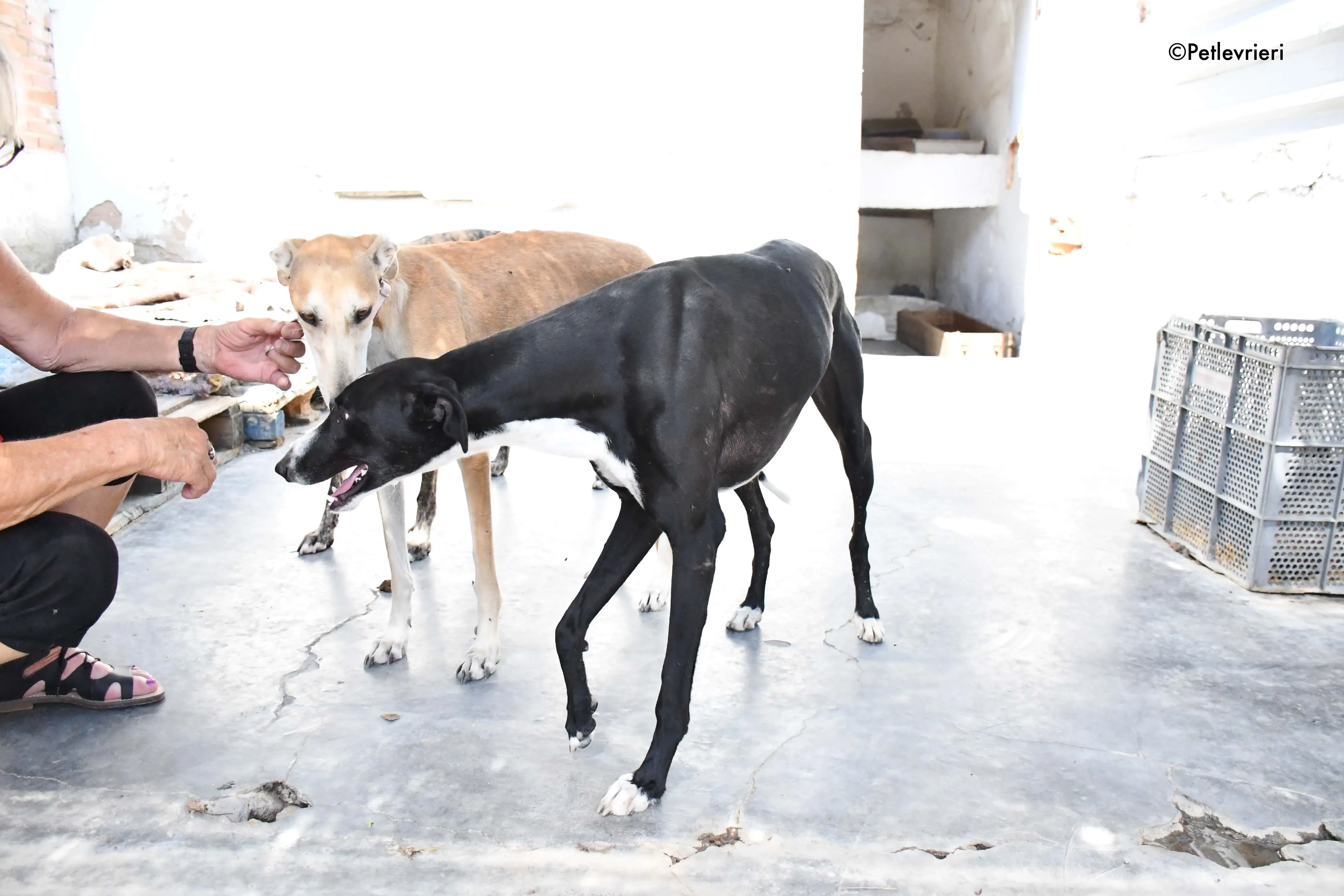 cesar adozione levrieri galgo 1