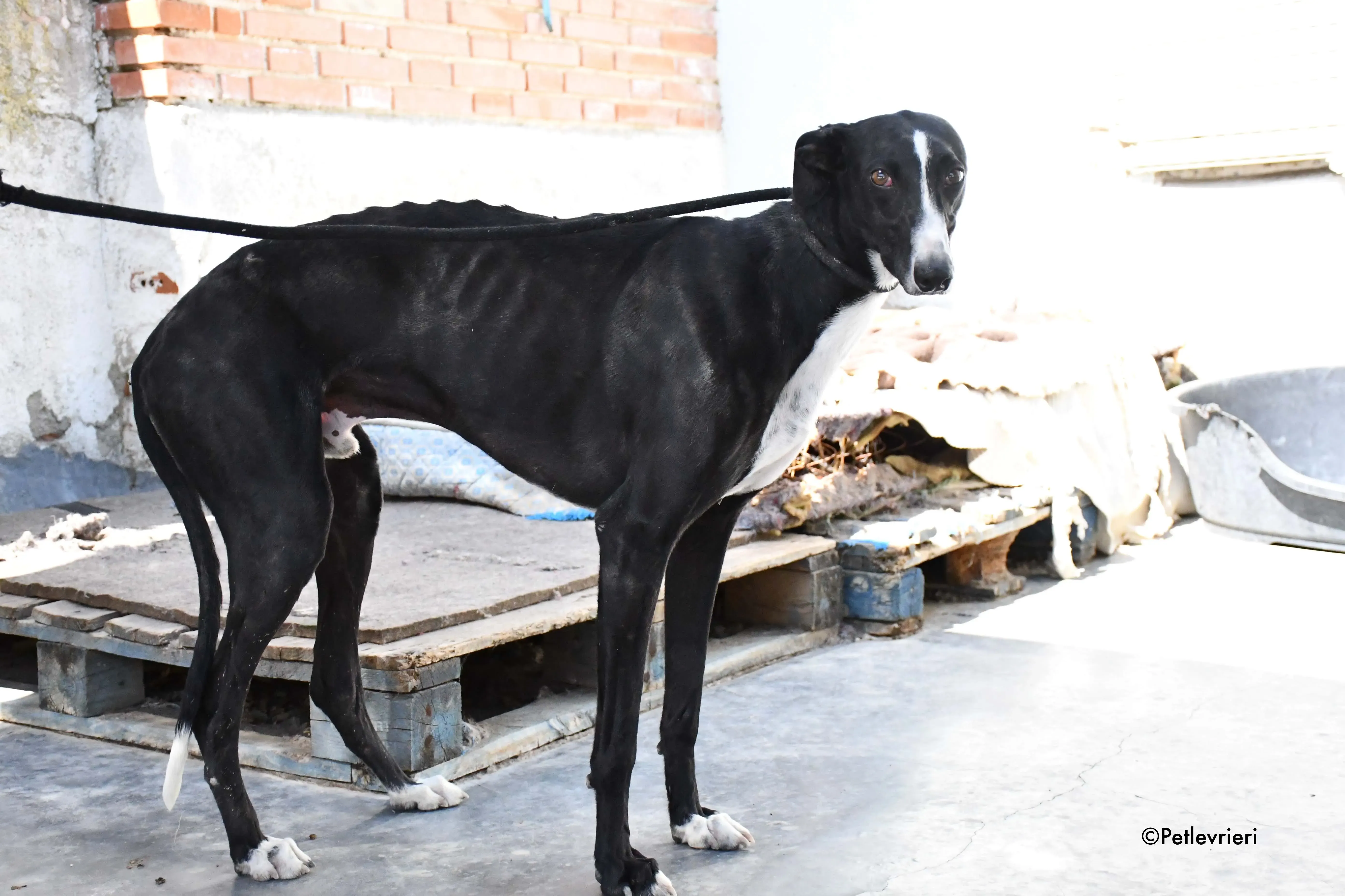 cesar adozione levrieri galgo 10