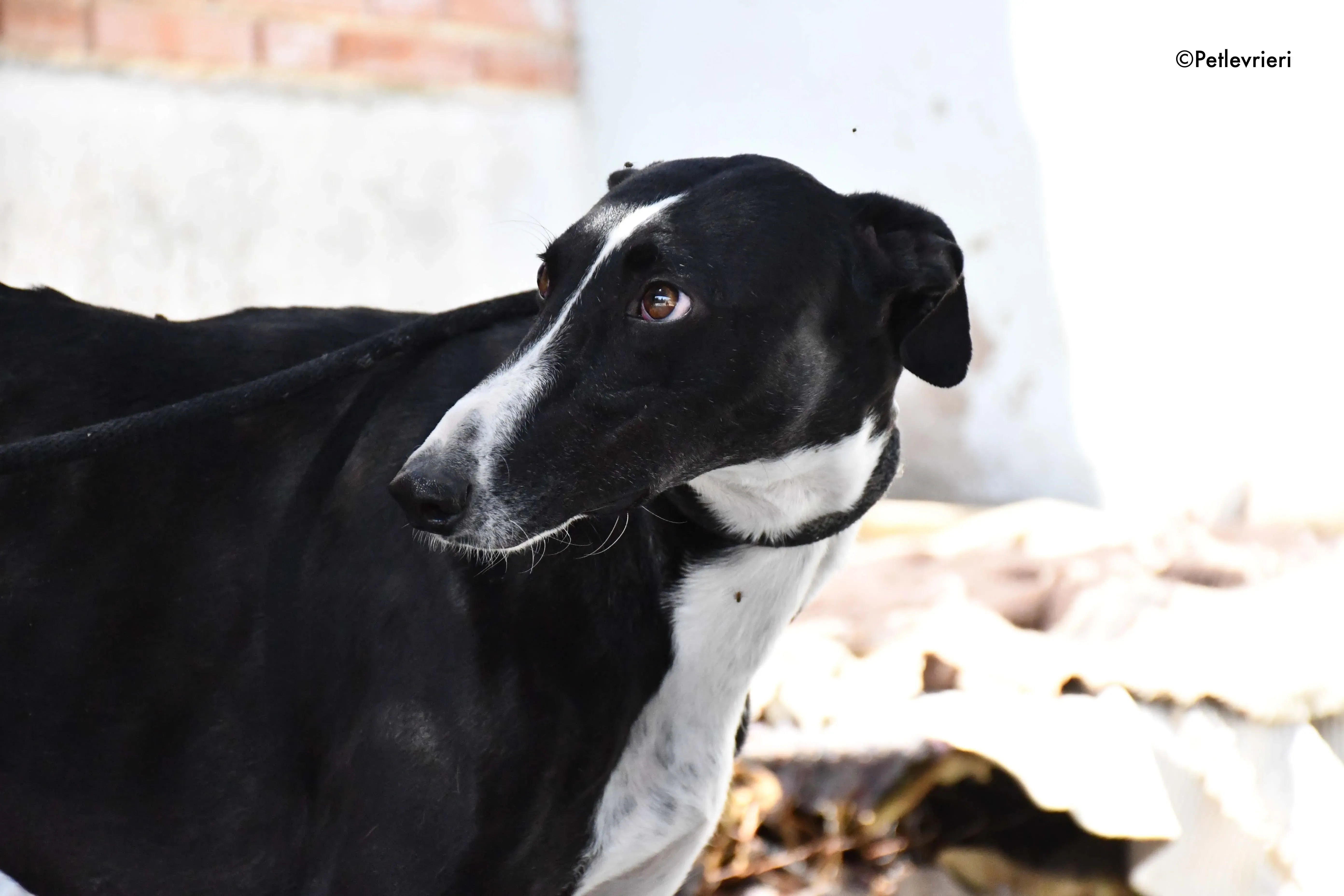 cesar adozione levrieri galgo 11