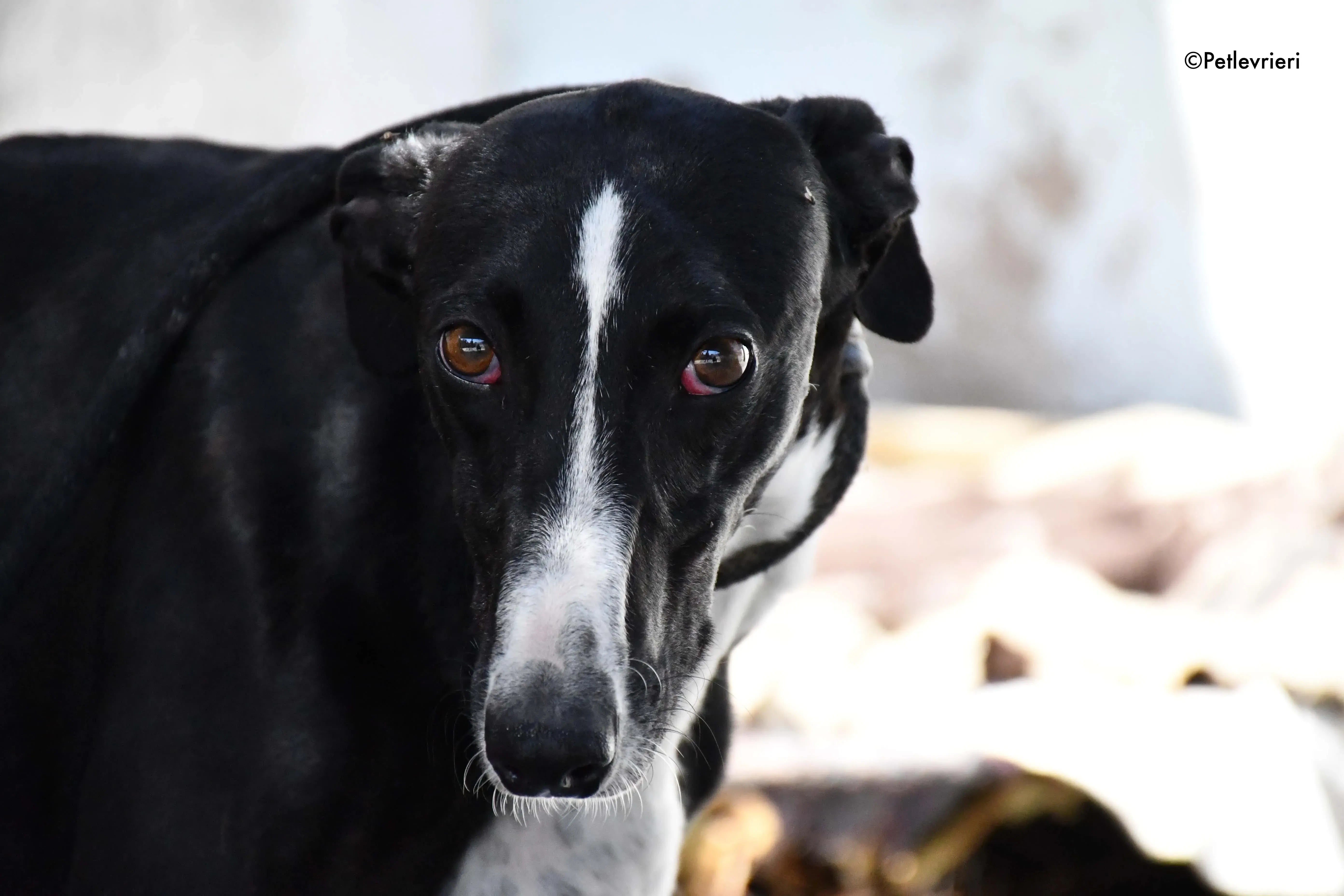 cesar adozione levrieri galgo 12