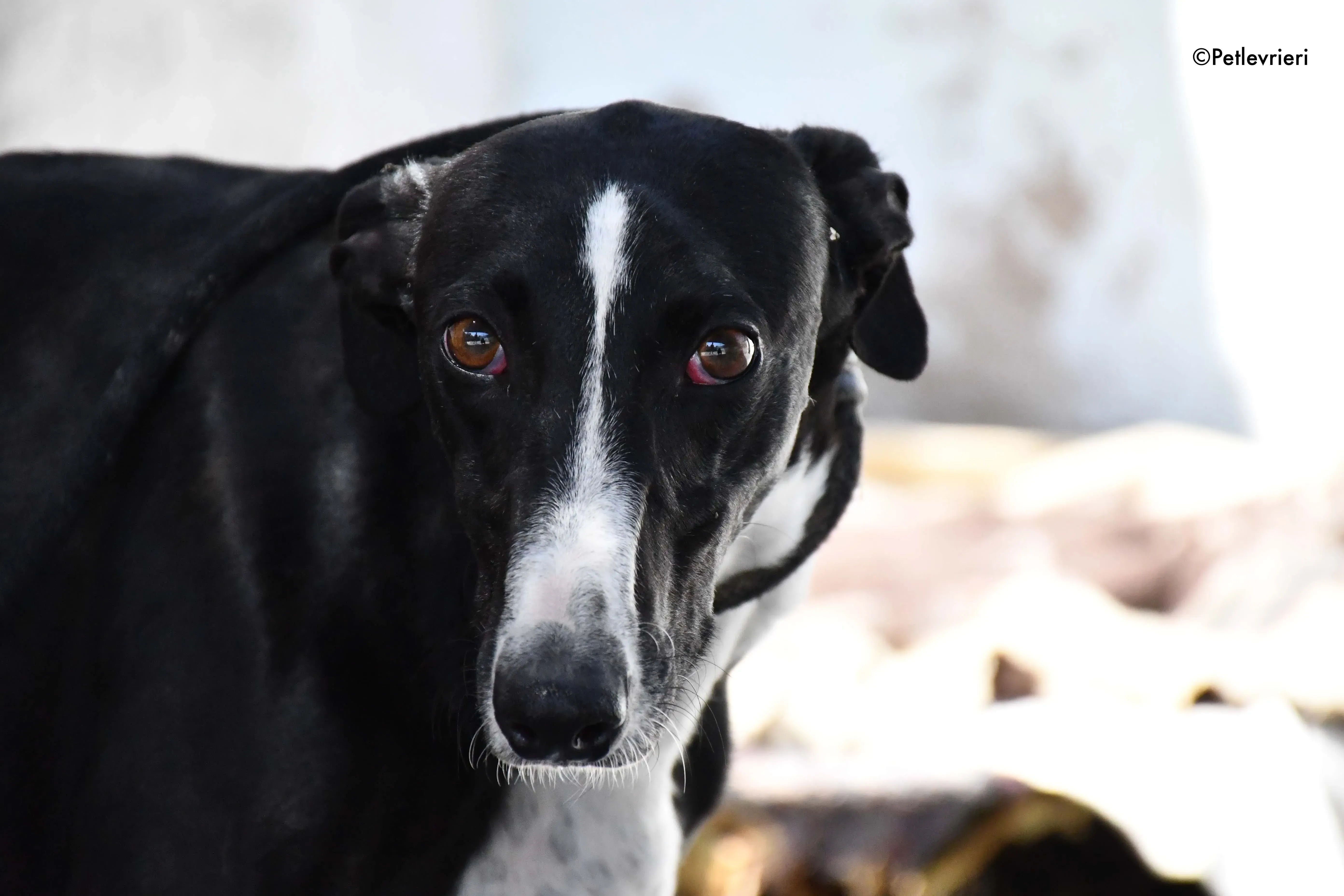 cesar adozione levrieri galgo 13