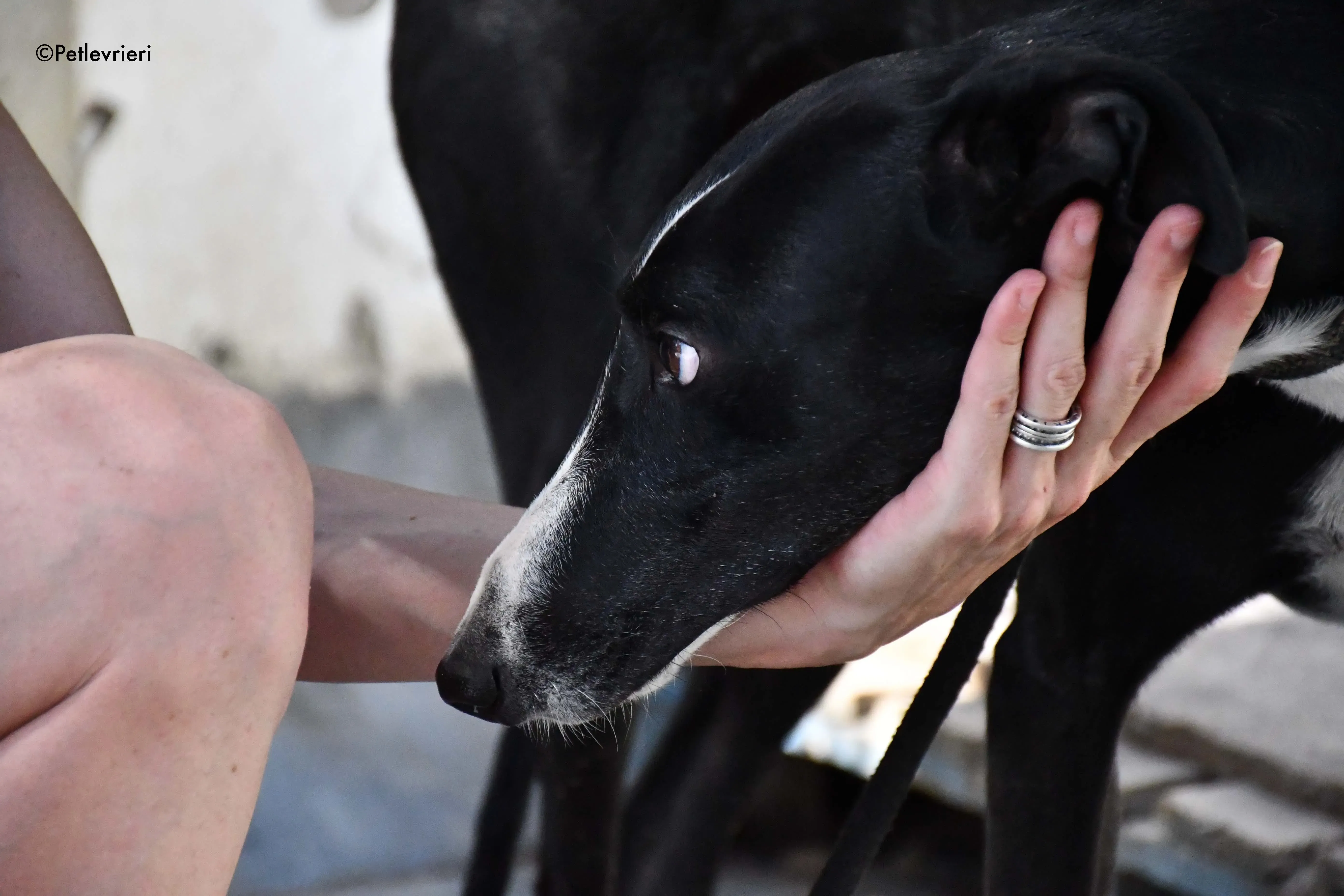 cesar adozione levrieri galgo 14