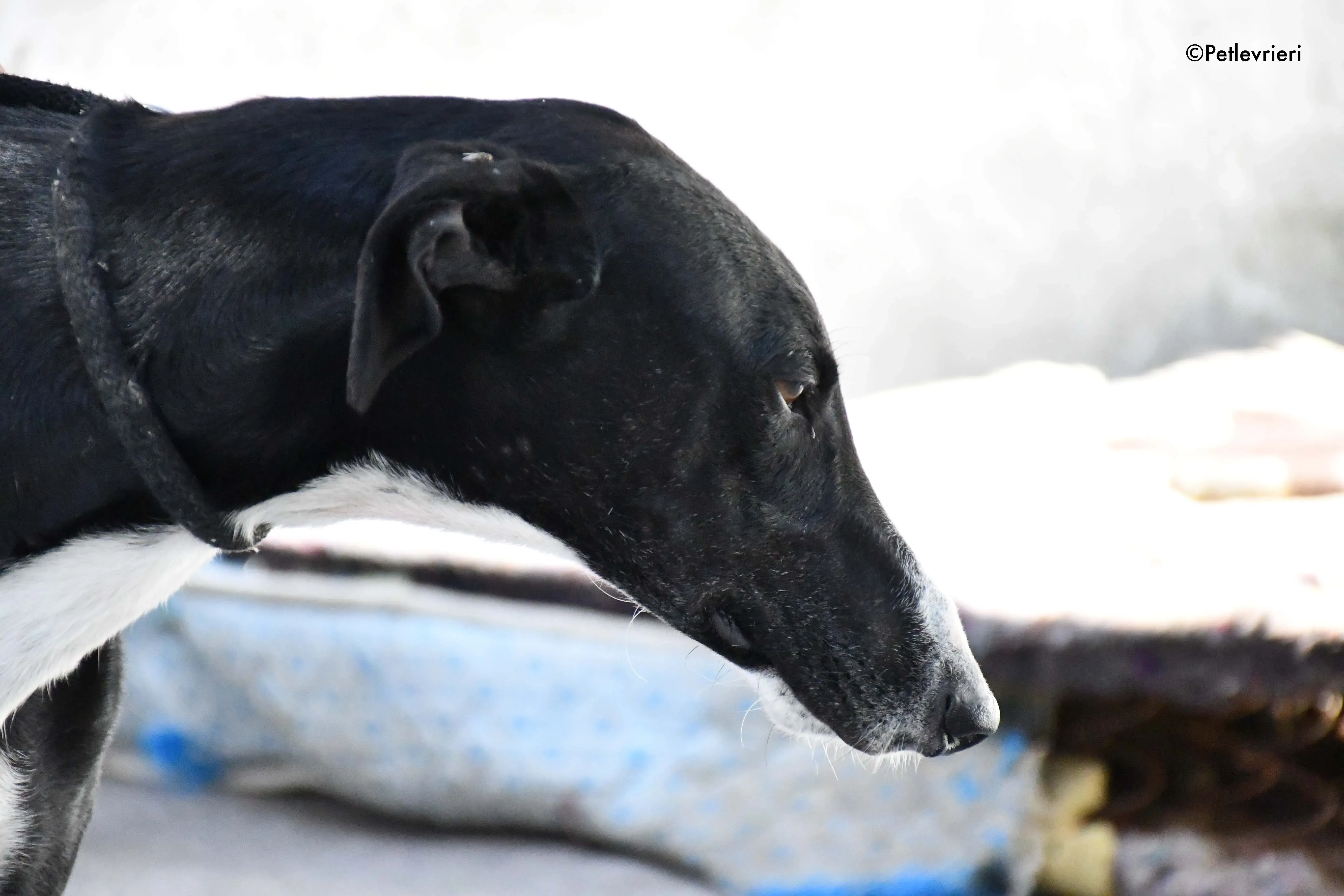 cesar adozione levrieri galgo 15