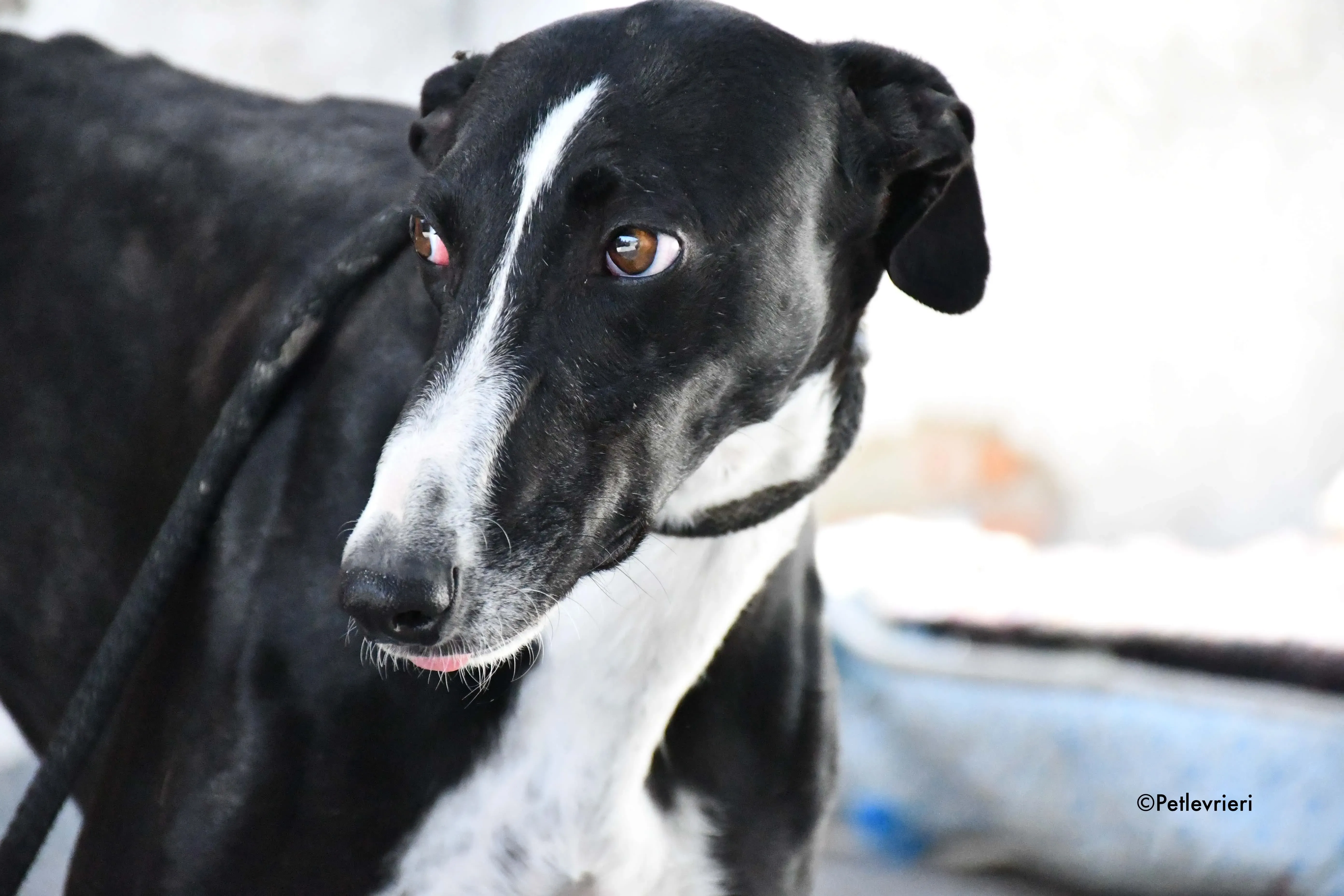 cesar adozione levrieri galgo 16