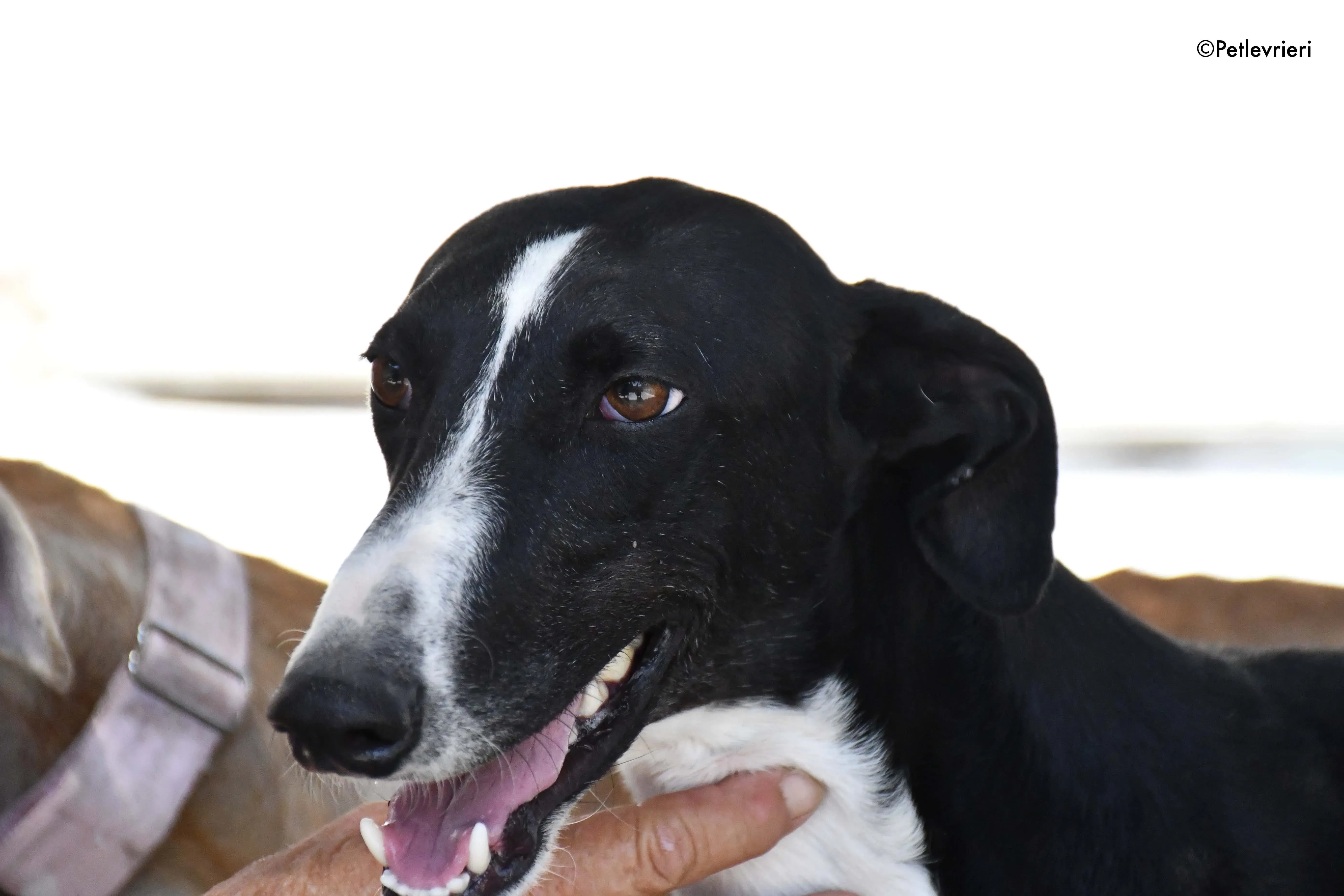 cesar adozione levrieri galgo 2