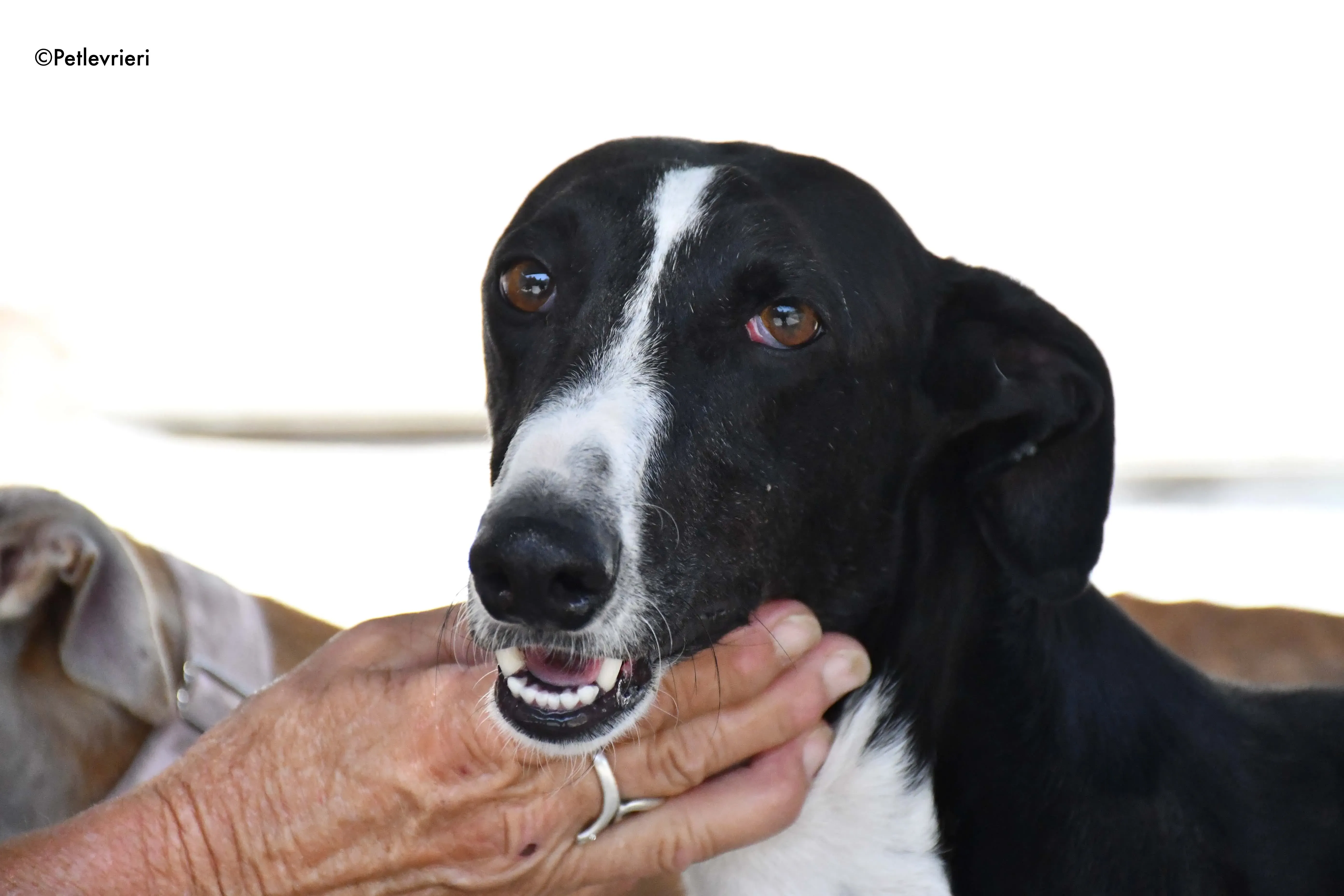 cesar adozione levrieri galgo 3