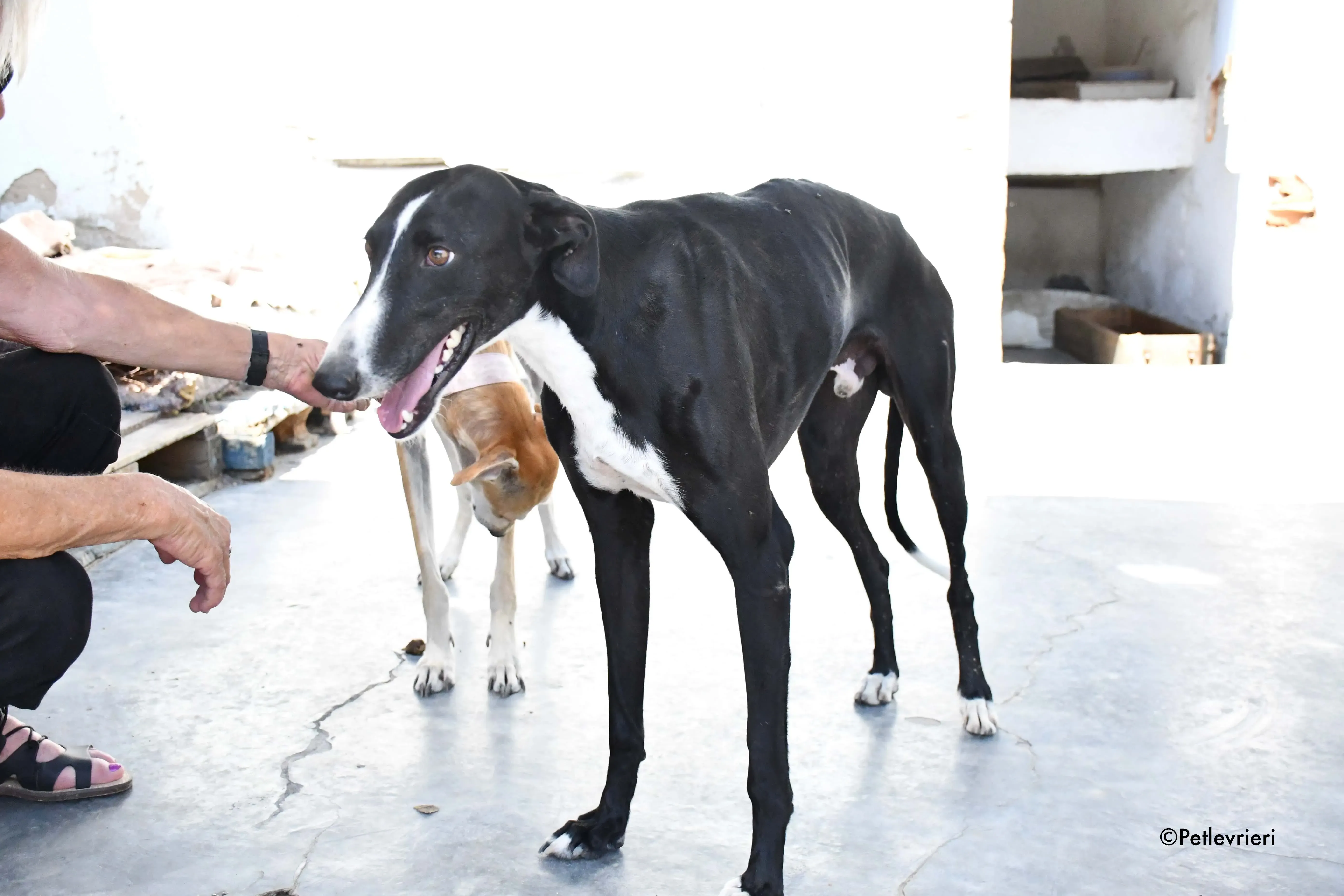 cesar adozione levrieri galgo 4