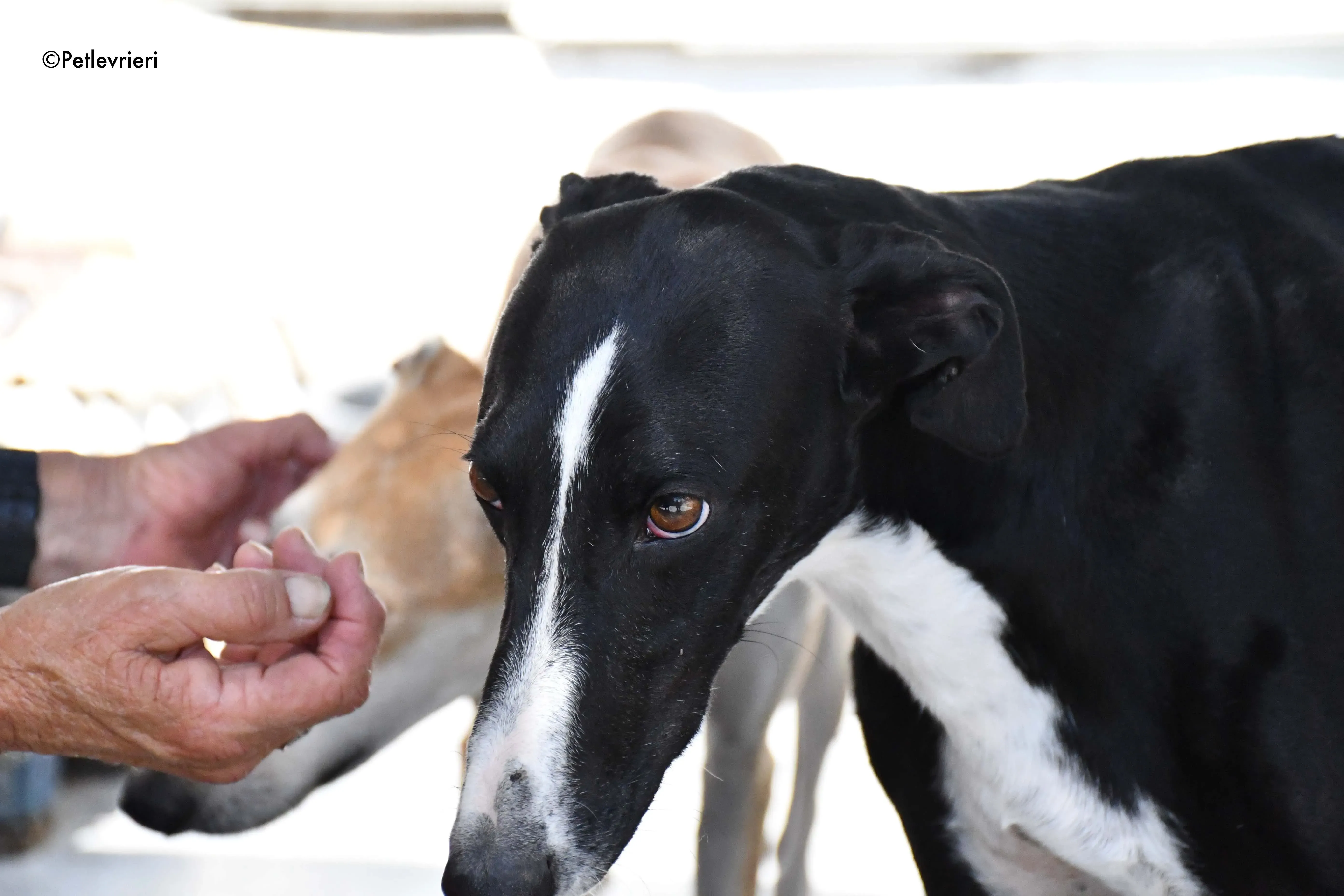 cesar adozione levrieri galgo 5