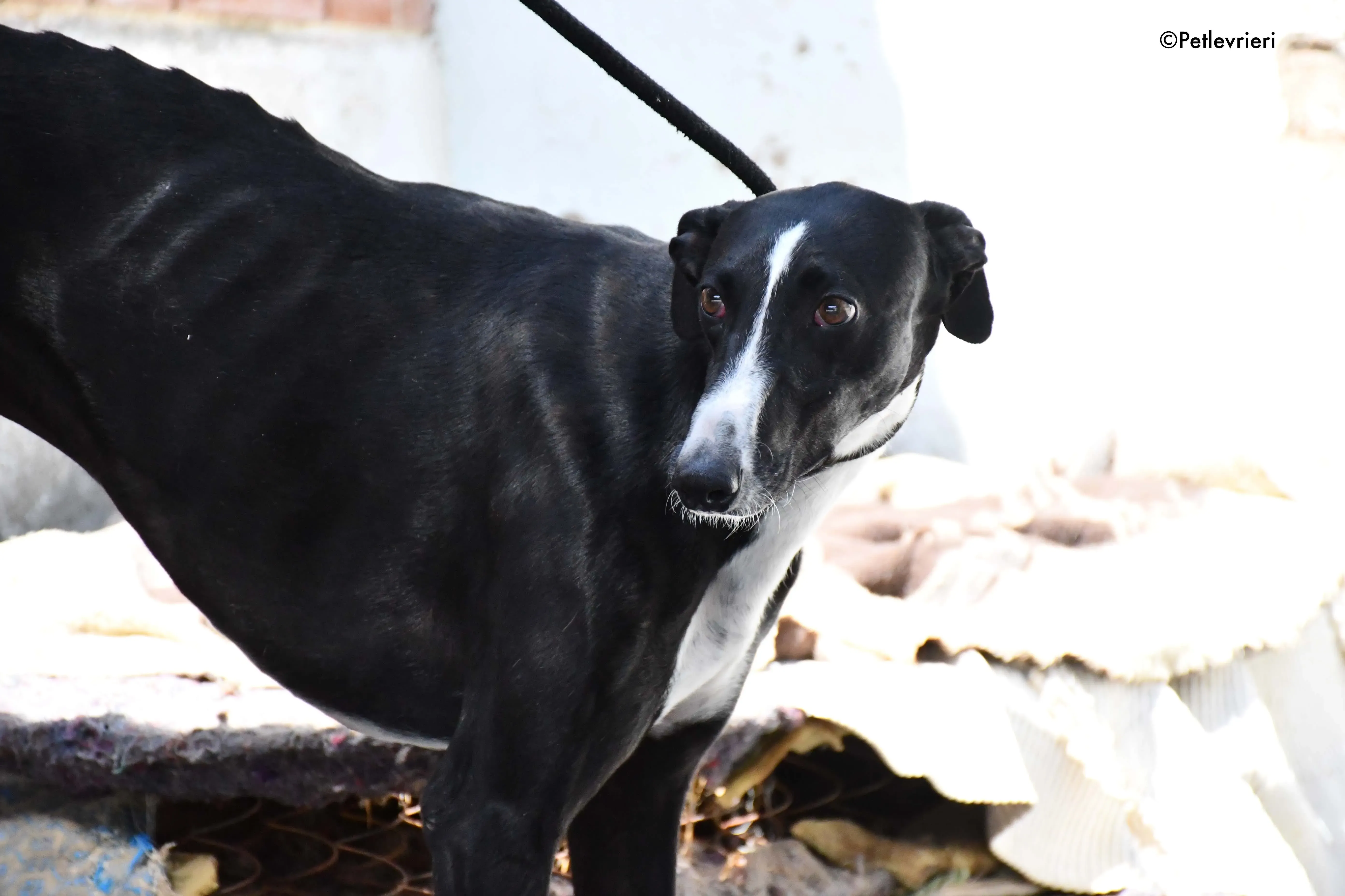 cesar adozione levrieri galgo 6