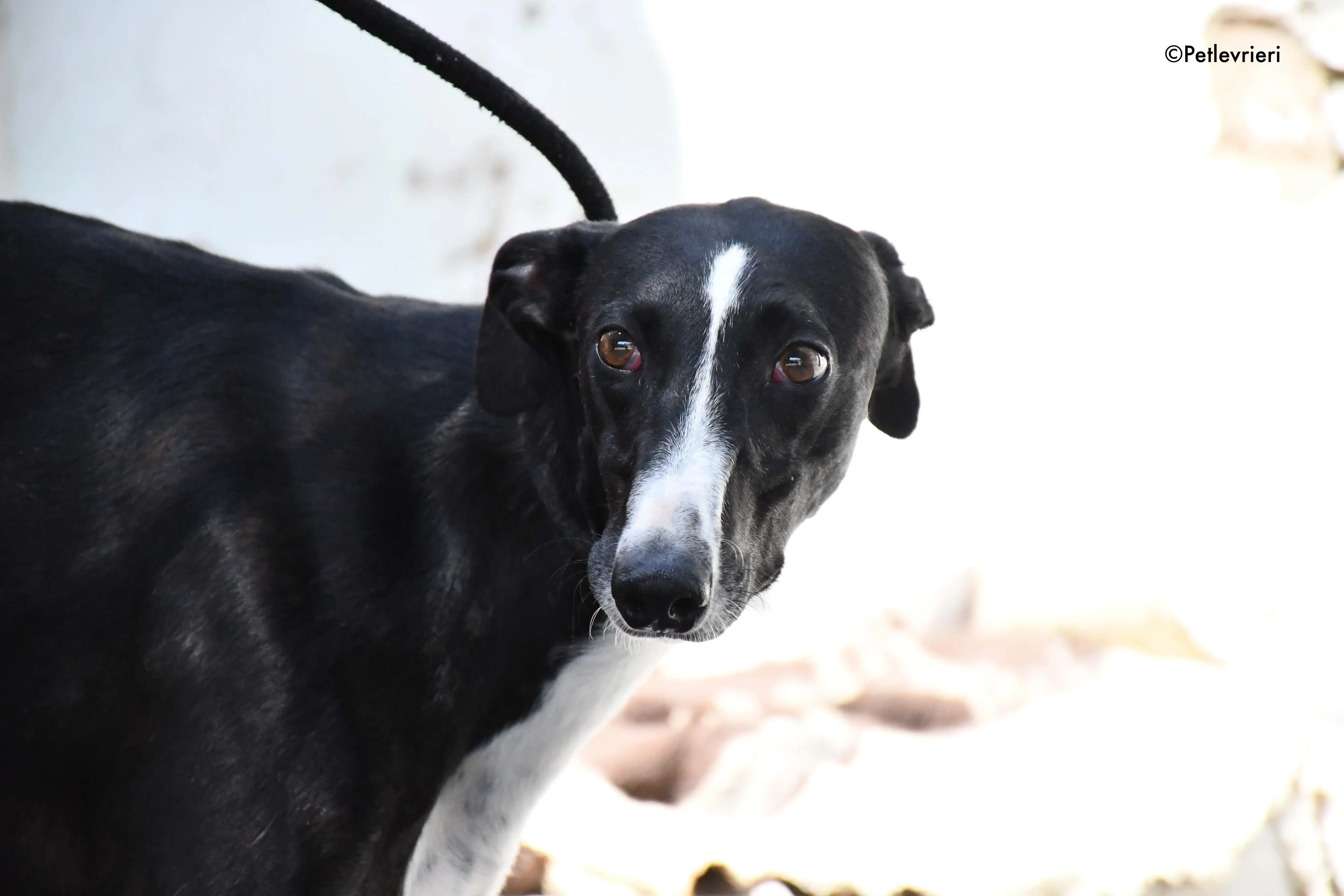 cesar adozione levrieri galgo 7