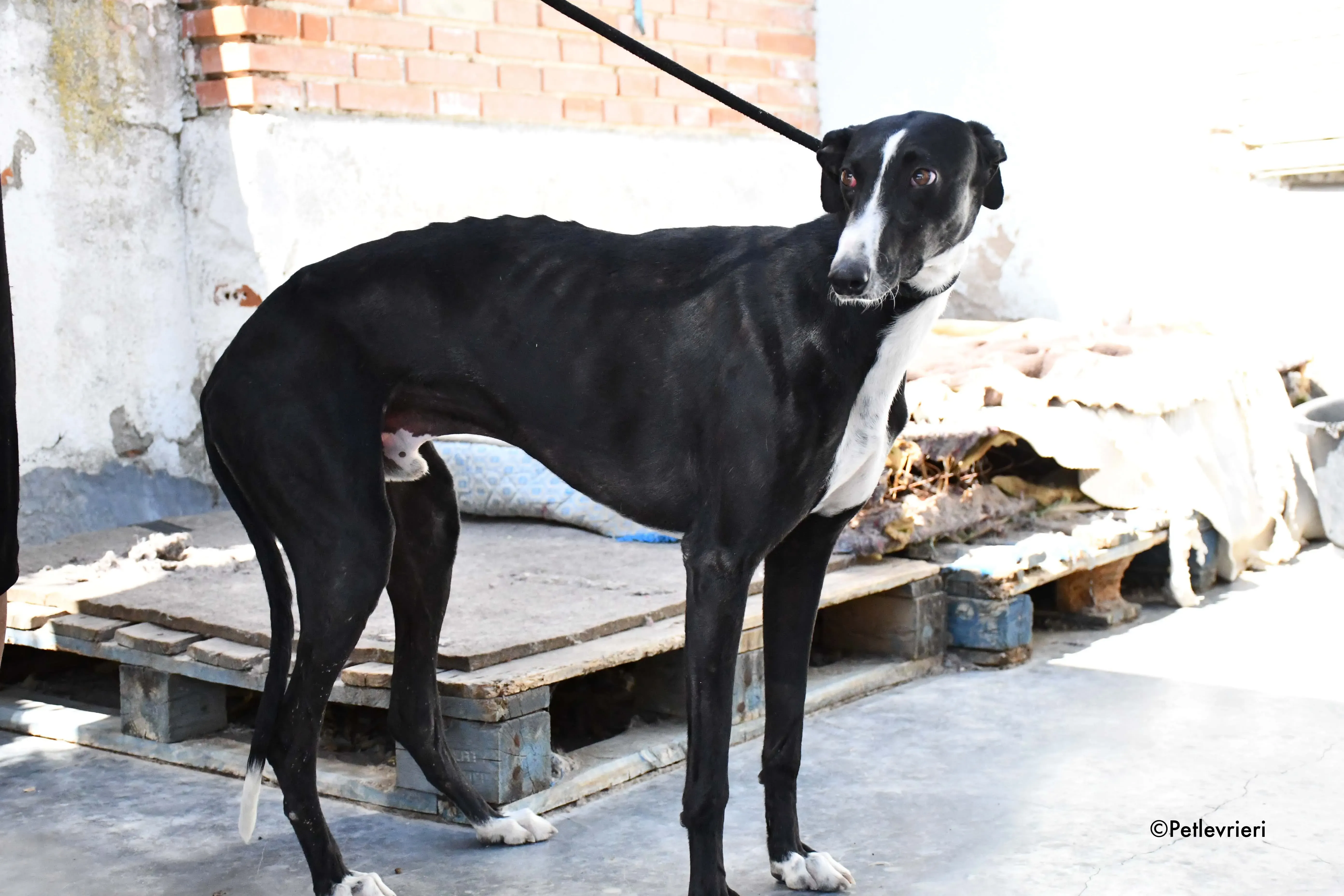 cesar adozione levrieri galgo 8