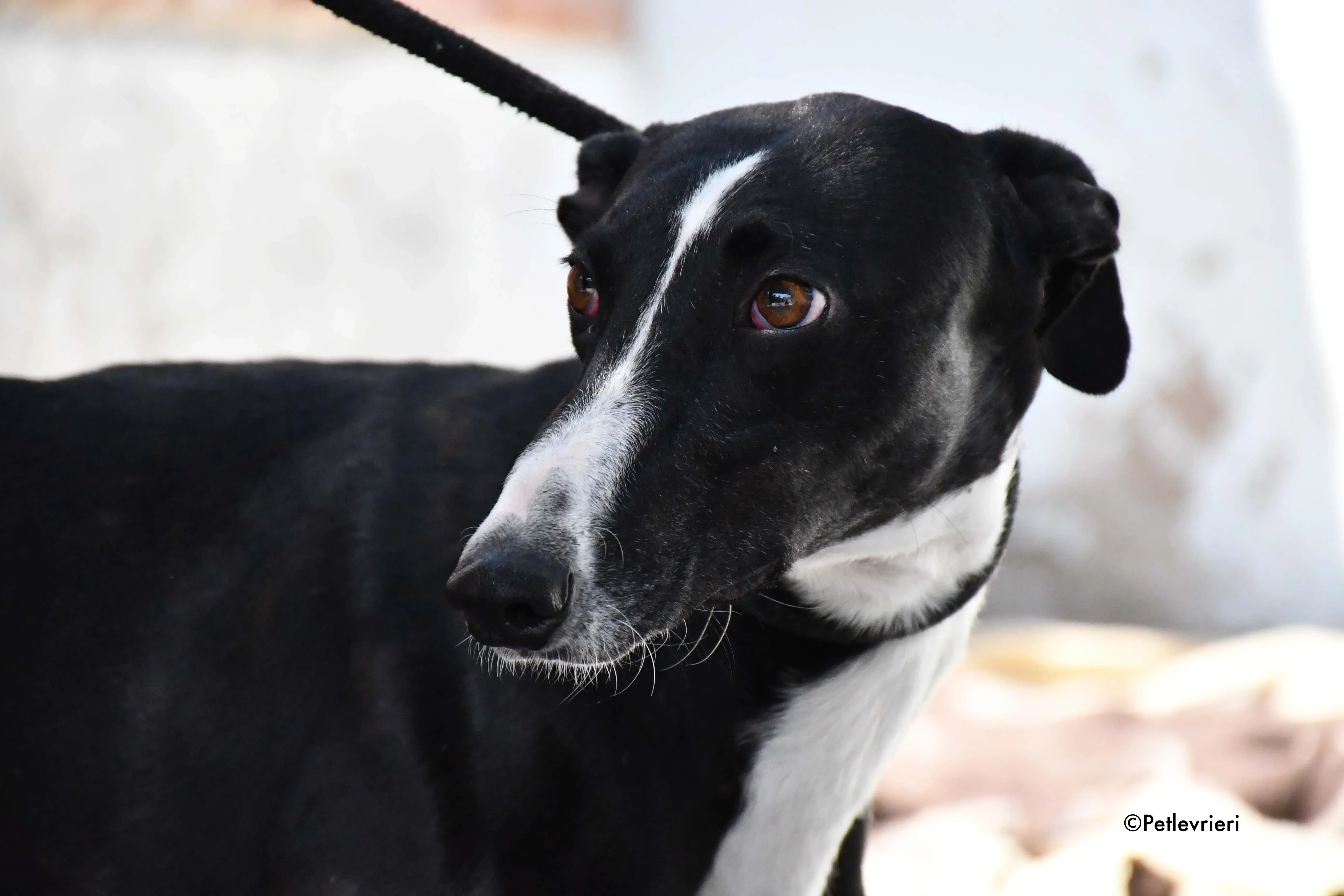 cesar adozione levrieri galgo 9