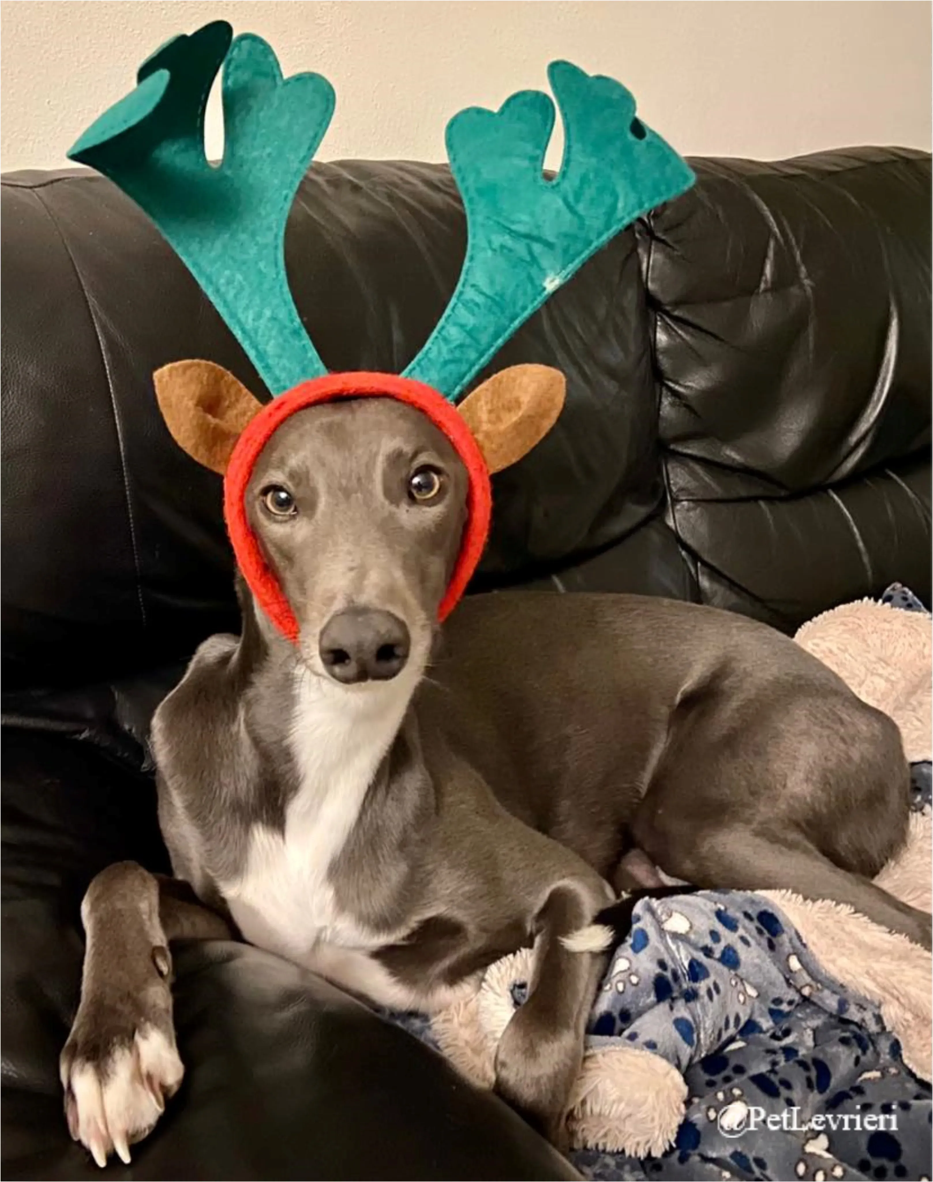 cesare pet levrieri natale 2021