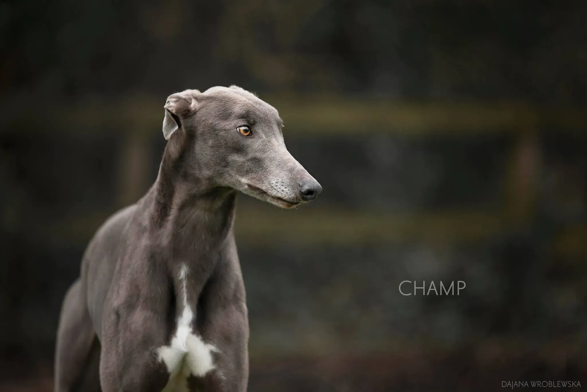 champ adozione levrieri greyhound 1 1