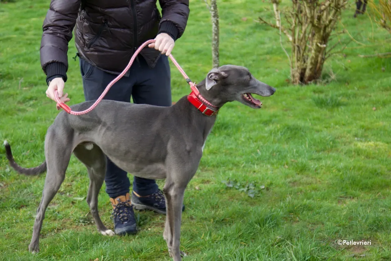 champ adozione levrieri greyhound 10