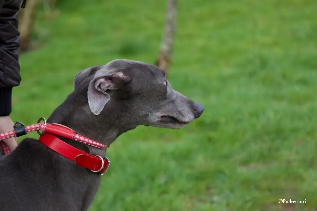 champ adozione levrieri greyhound 11