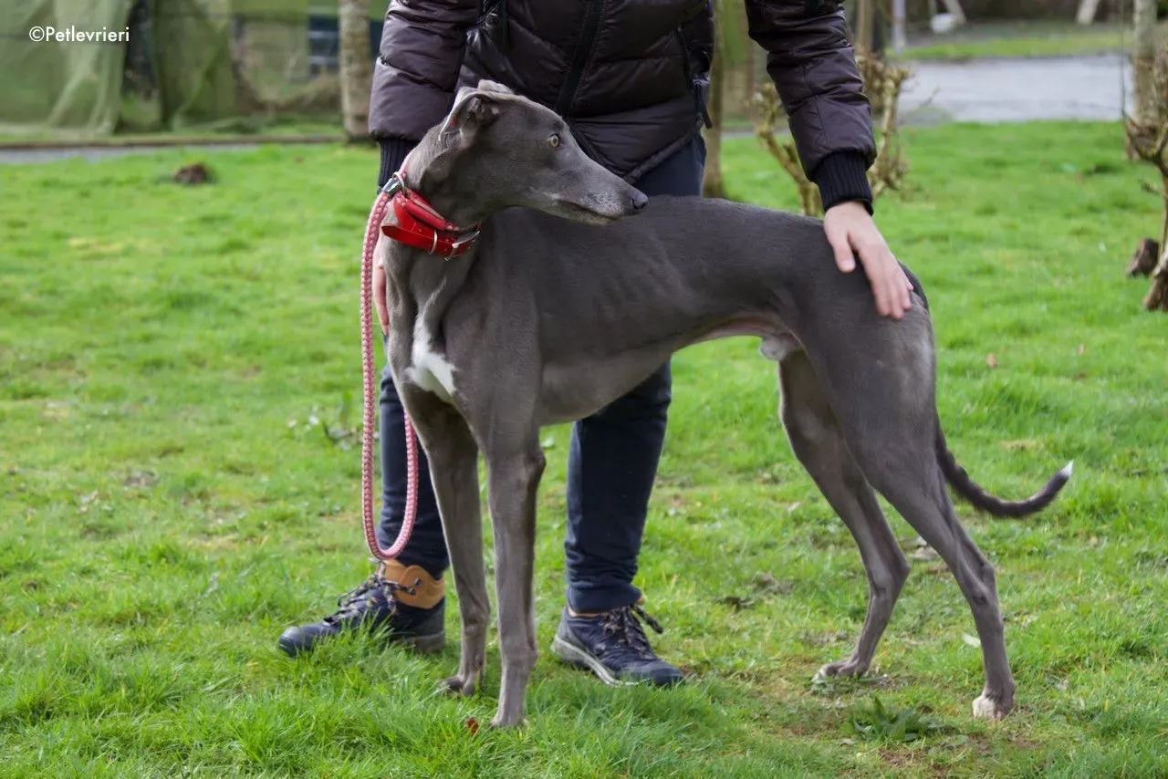 champ adozione levrieri greyhound 12